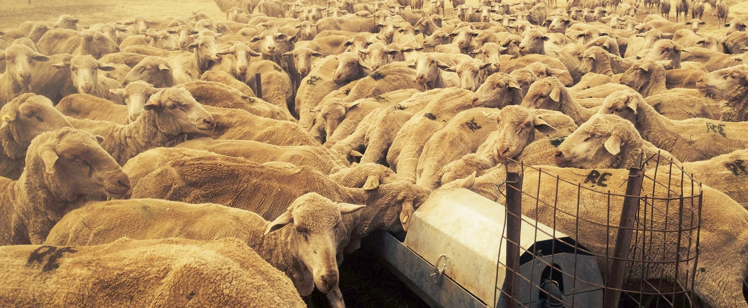 Merino-sheep-clare-south-australia
