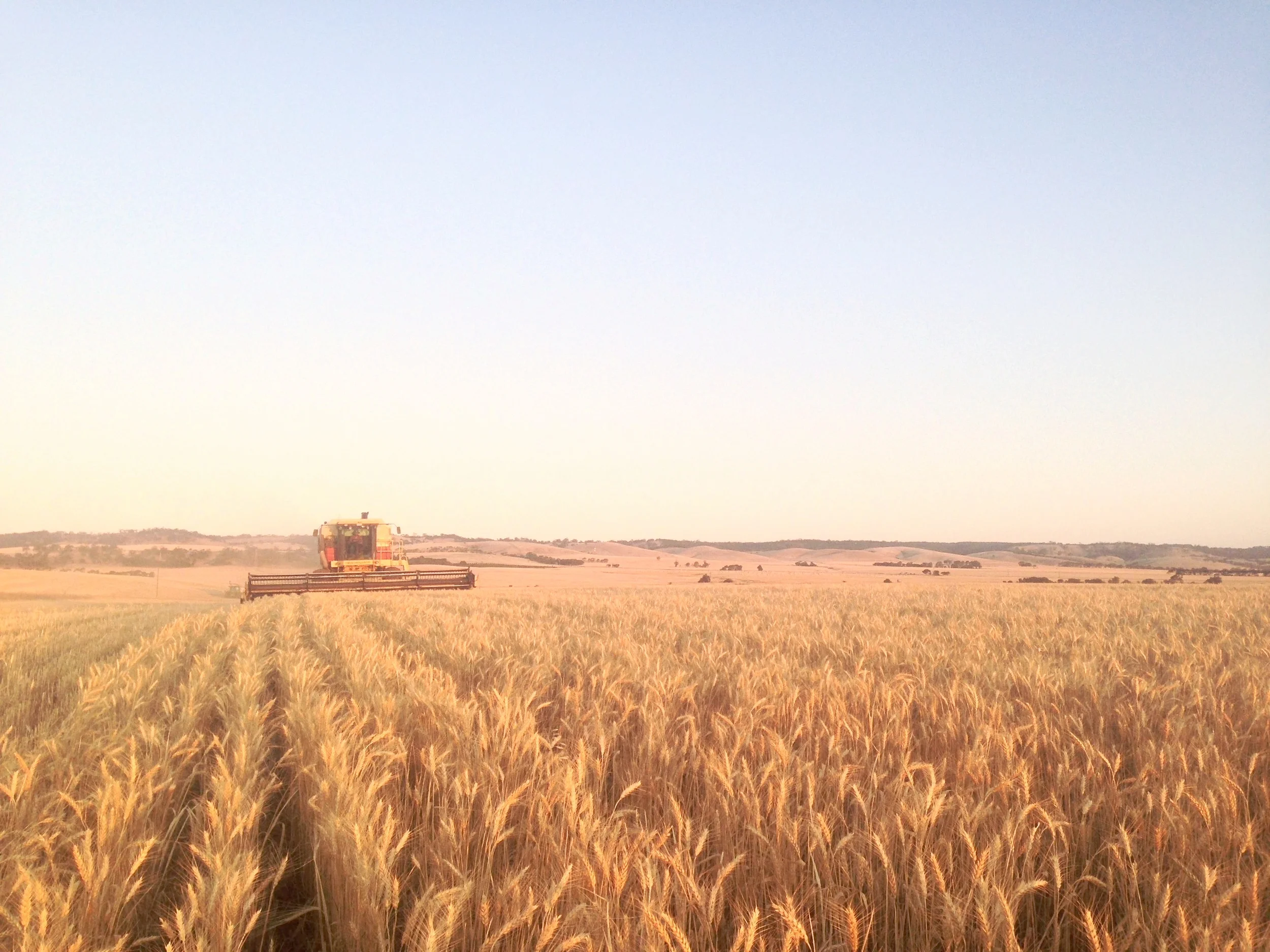 Harvest-Clare-Valley-South-Australia