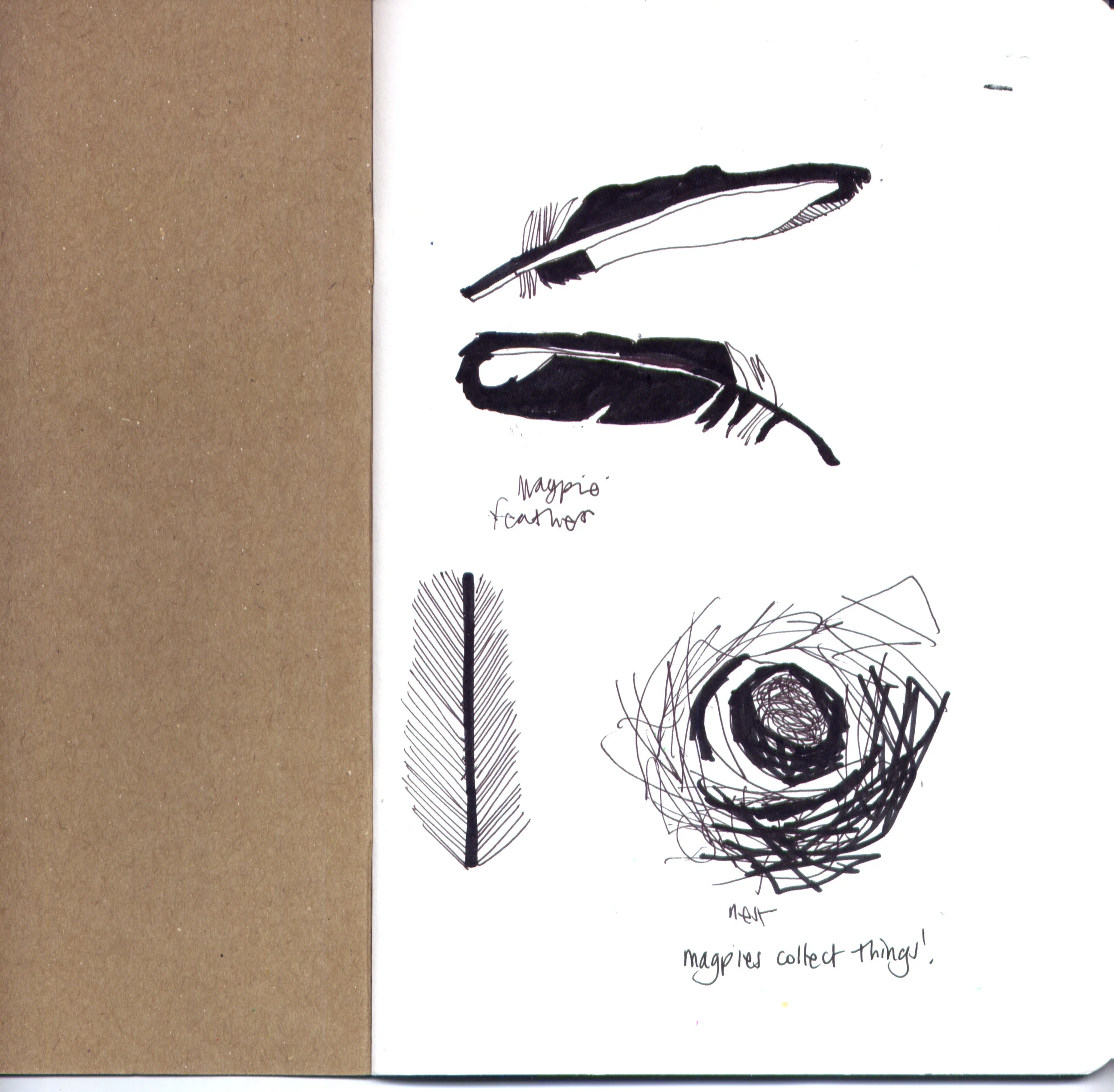 katharine gorham sketchbook two magpies feather.jpg