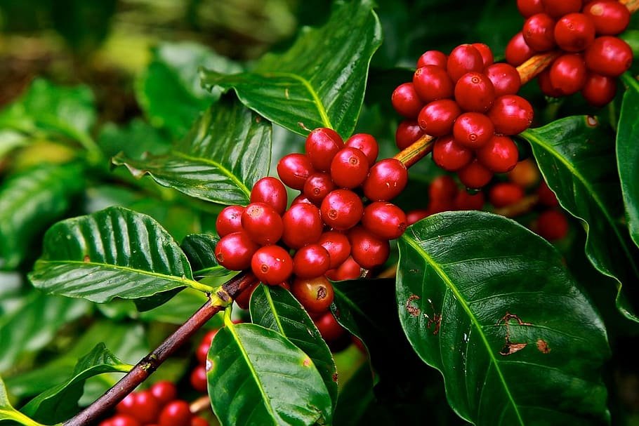 coffee-beans-ripe-agriculture-plant.jpg