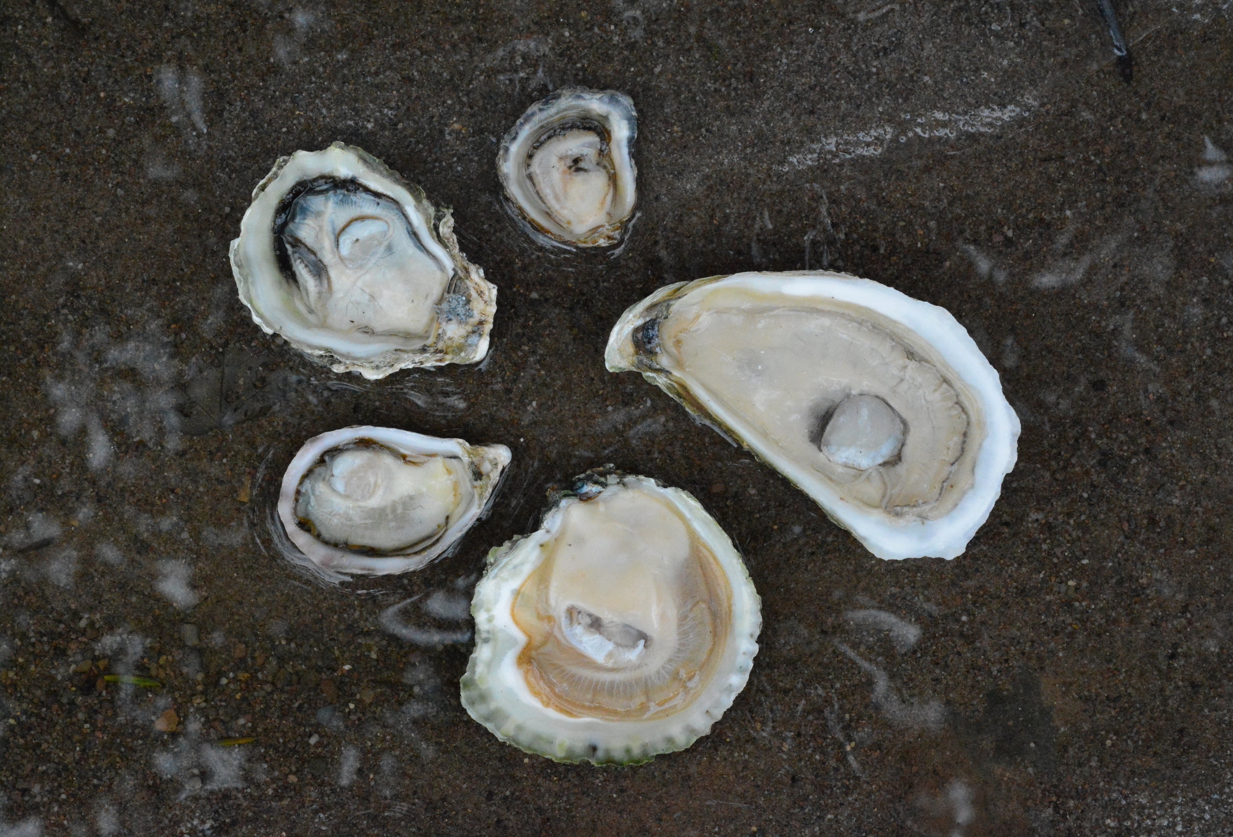 INTERNATIONAL OYSTER DAY