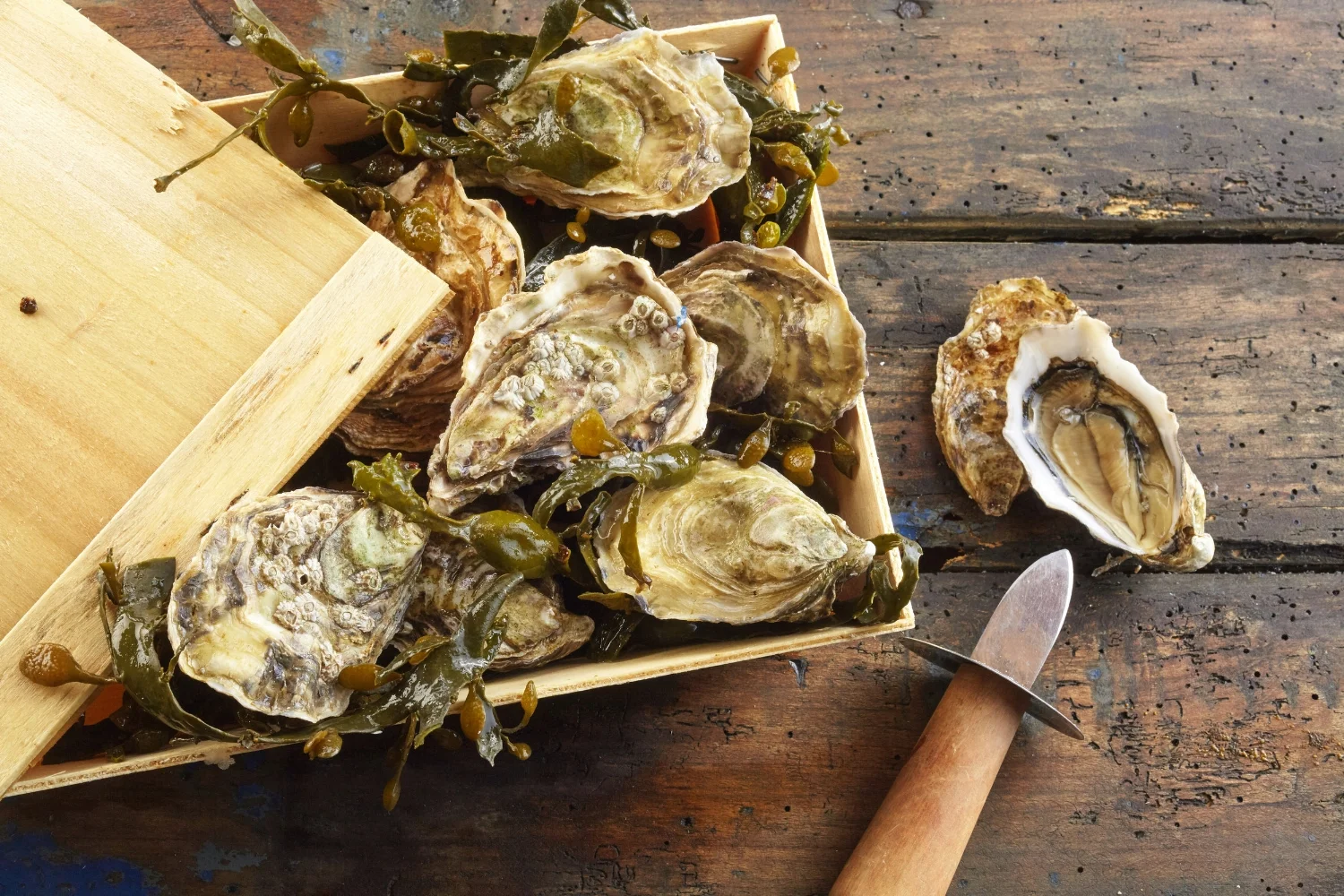 OYSTERS — THE OYSTERHOOD