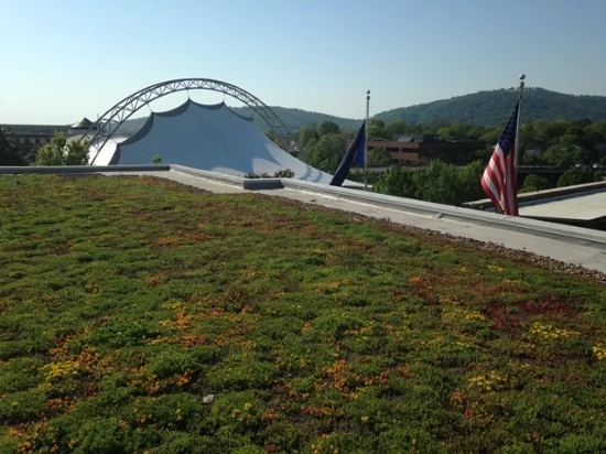 The green roof at Charlottesville City Hall.