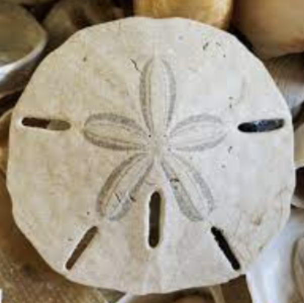 Sand Dollar Dreams