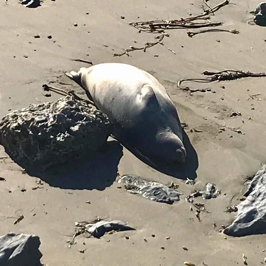 elephant seal.jpg