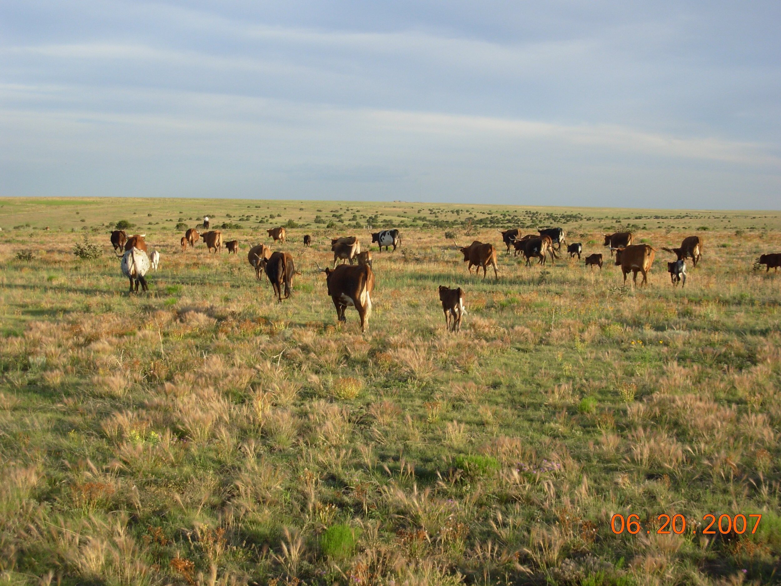 cattle 2.jpg