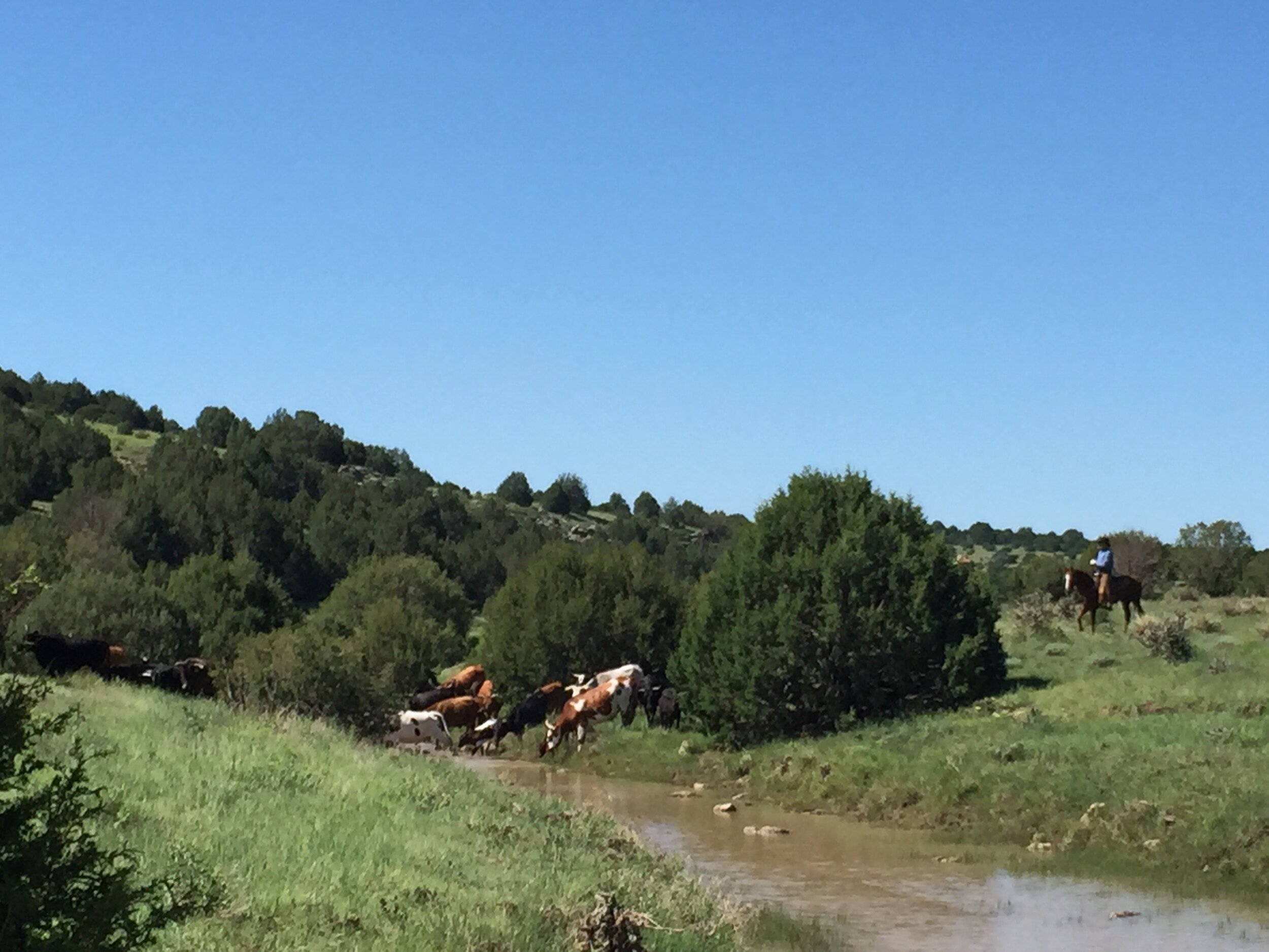 cows cross creek.jpg