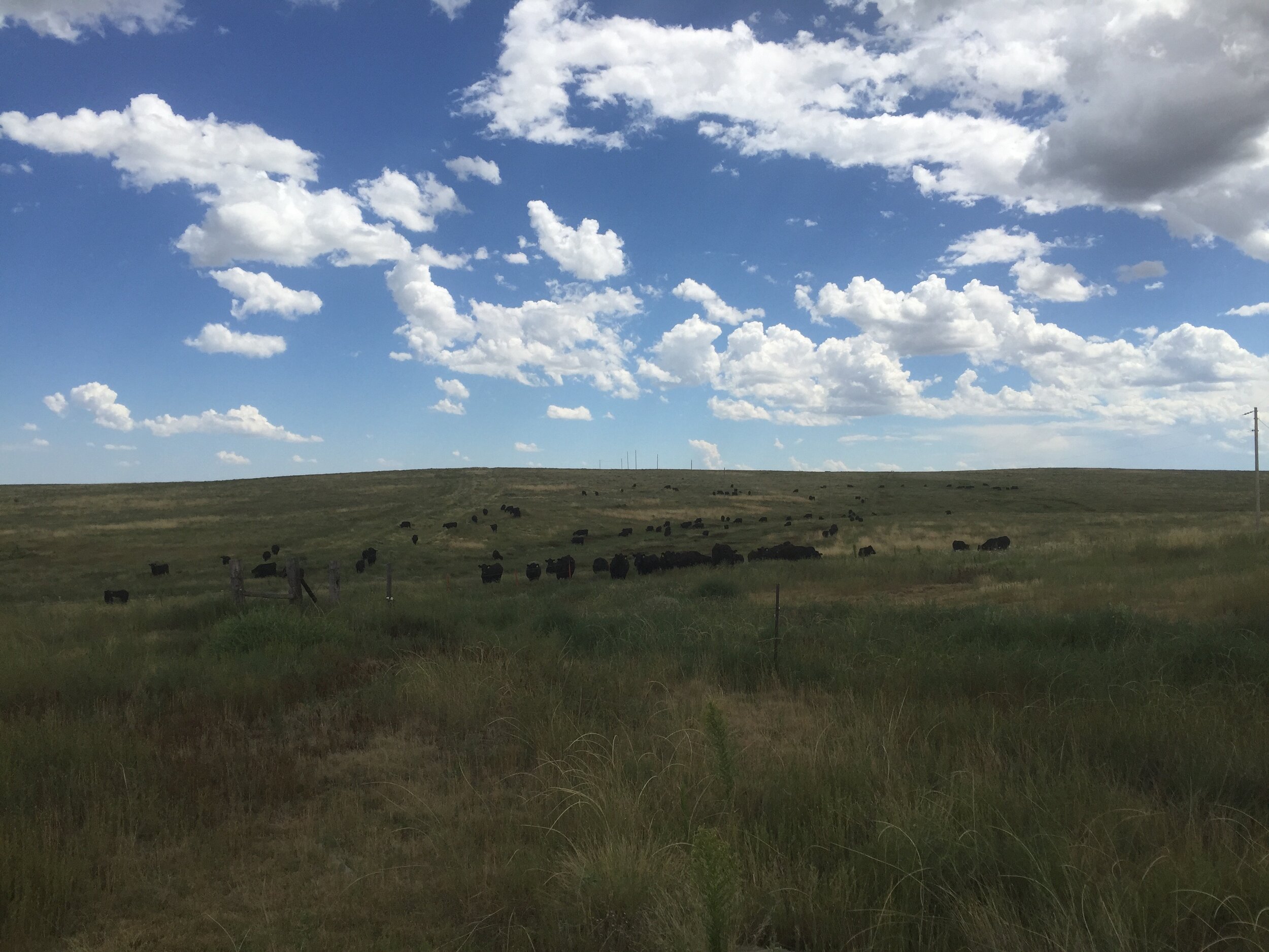 cattle hills.jpg