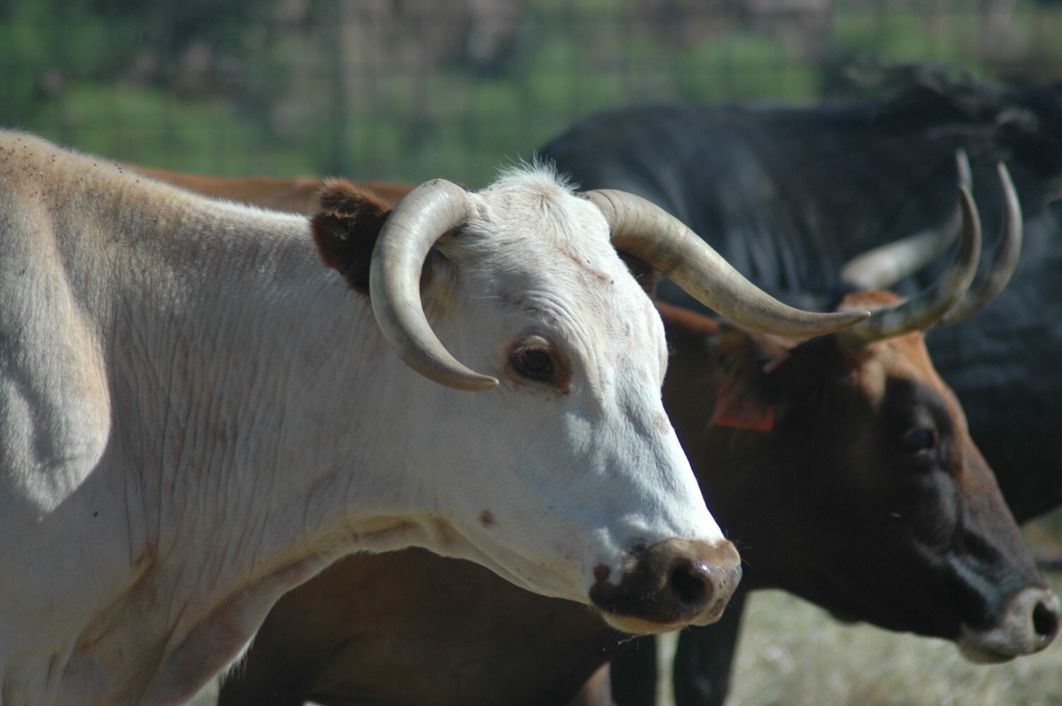cow 3.jpg