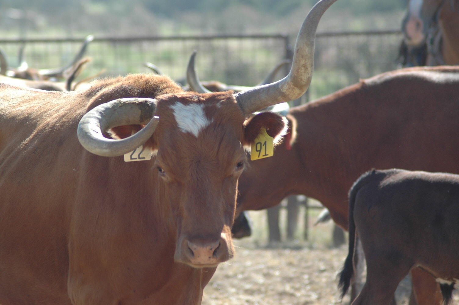 cow 5.jpg