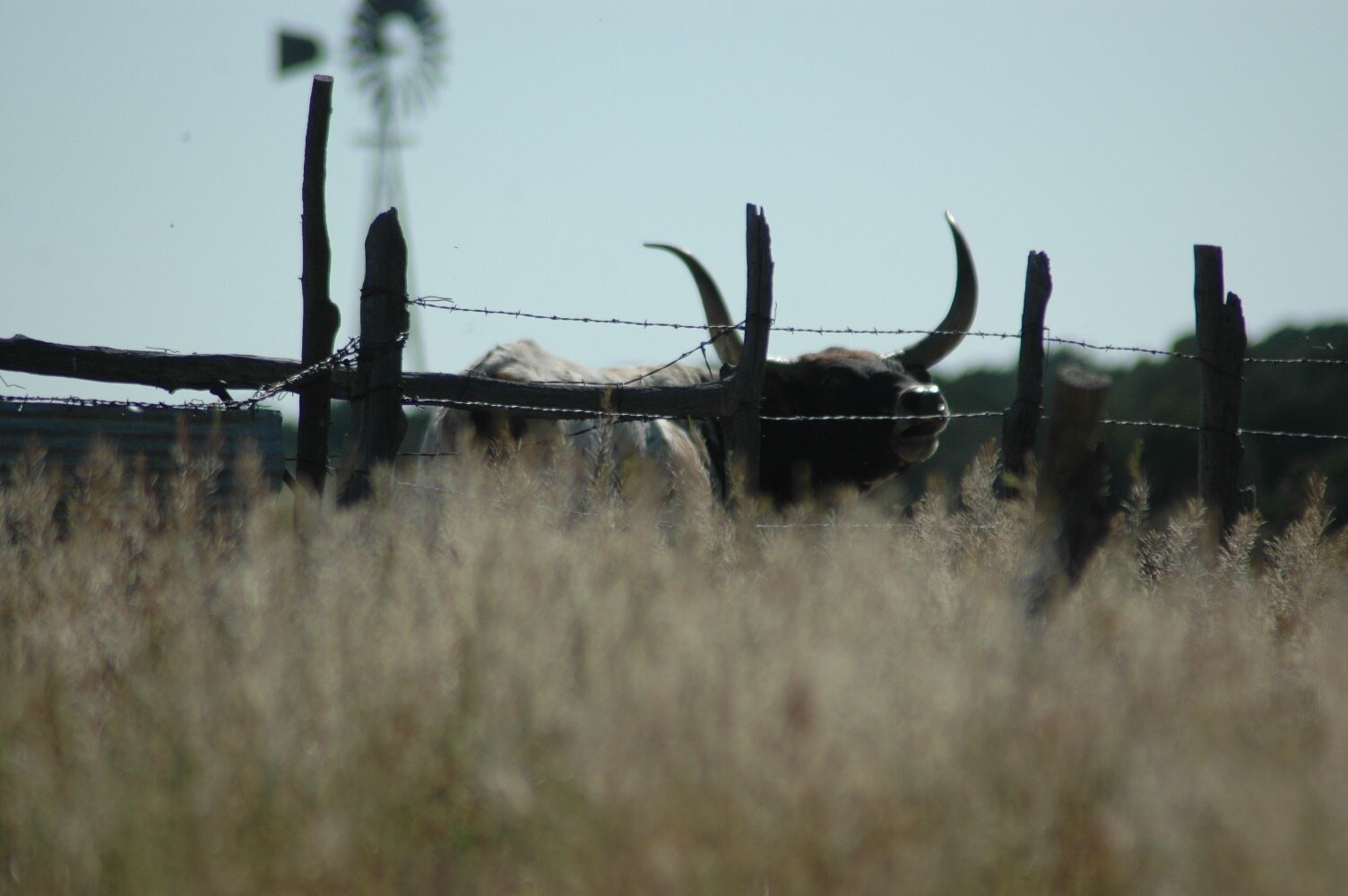 cow fence 2.jpg