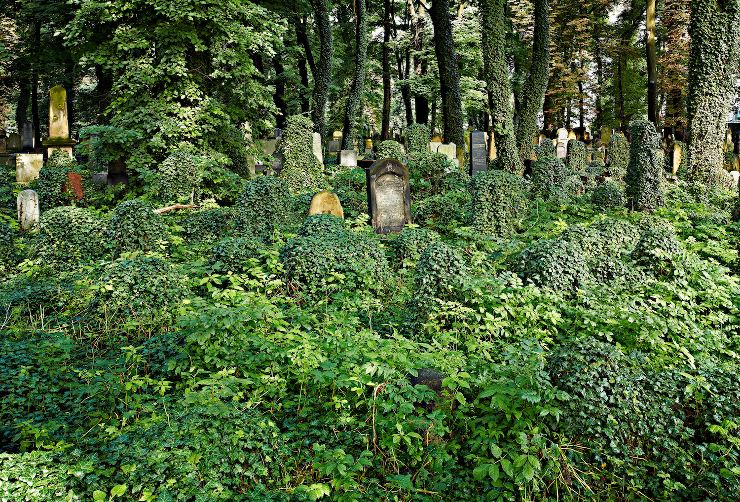 The Postumous Landscape: Jewish Sites of Memory in Poland Today Photographs by David Kaufman October 2013 - March 2014 | Reuben & Helene Dennis Museum, Toronto To read the full illustrated exhibition guide, click here Pictured: Overgrown gravestones, Miodowa St. Jewish Cemetery, Krakow, 2011