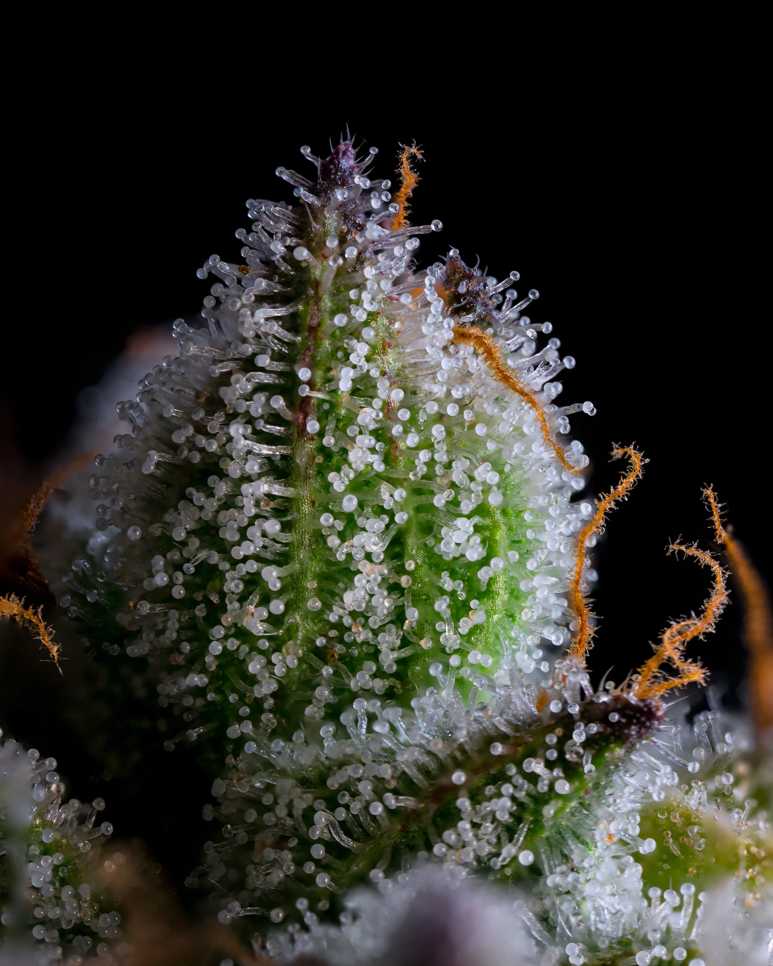 tagalonz trichomes.jpeg