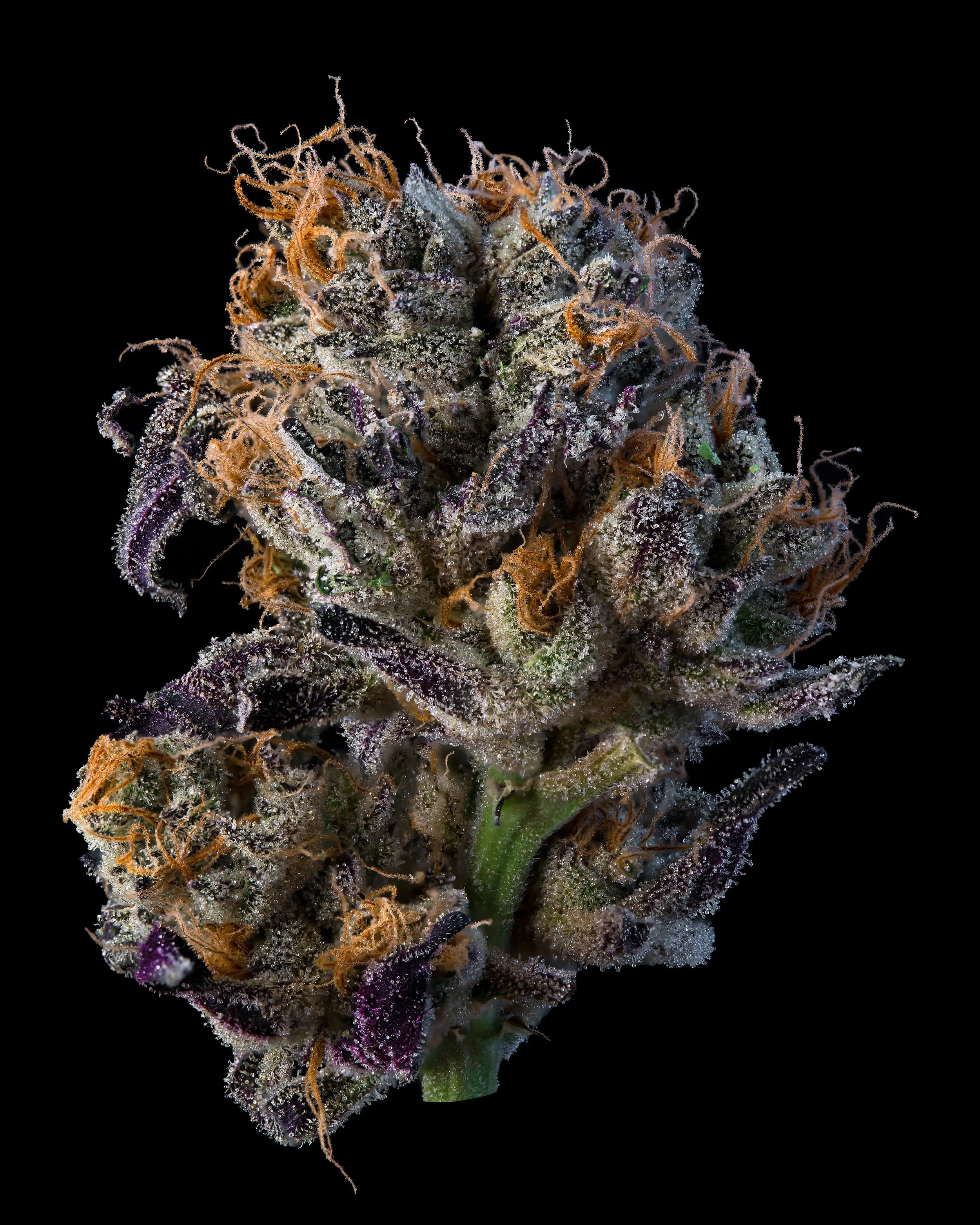 pure michigan flower.jpeg