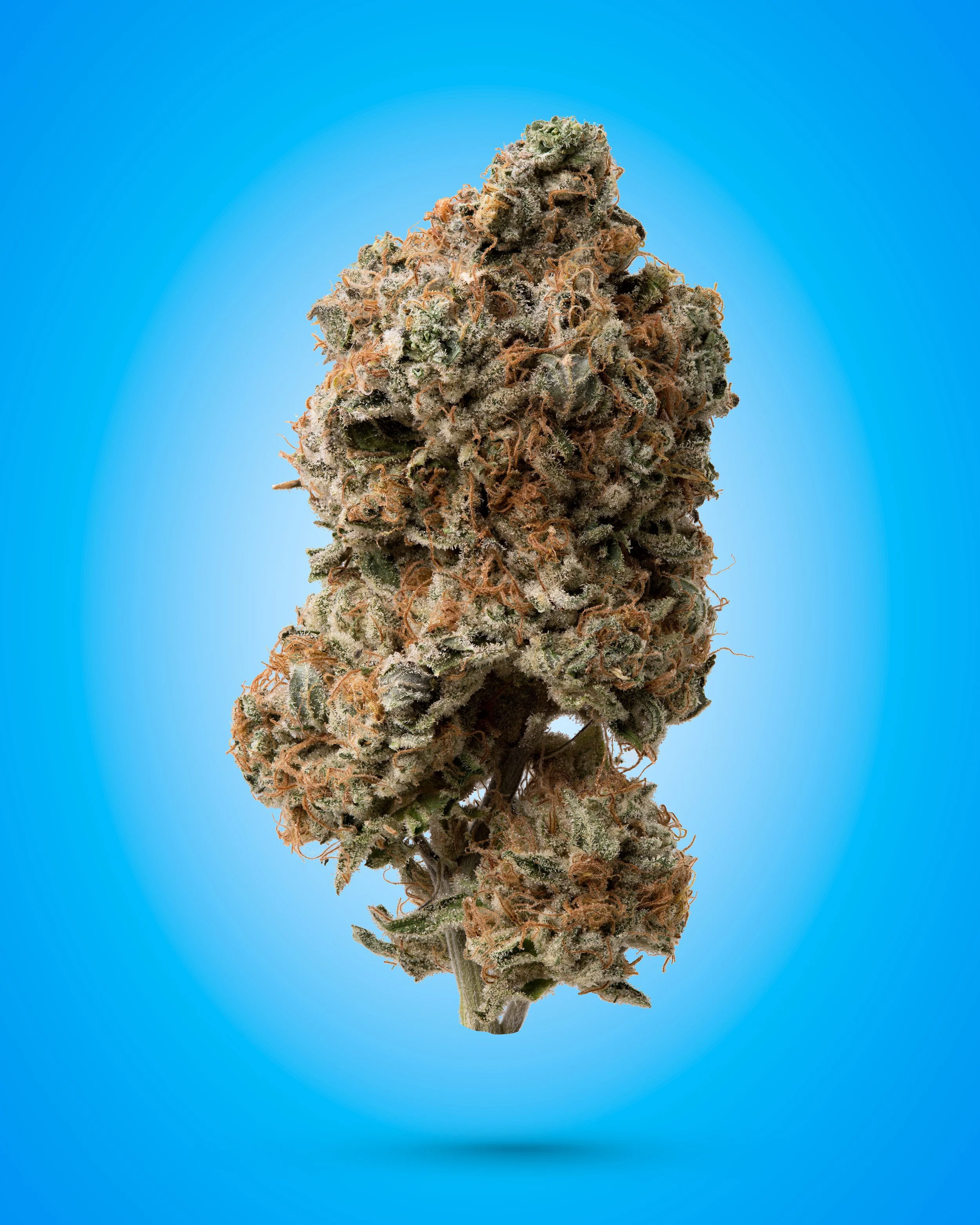 Ricky Bobby Weed Photographer.jpg