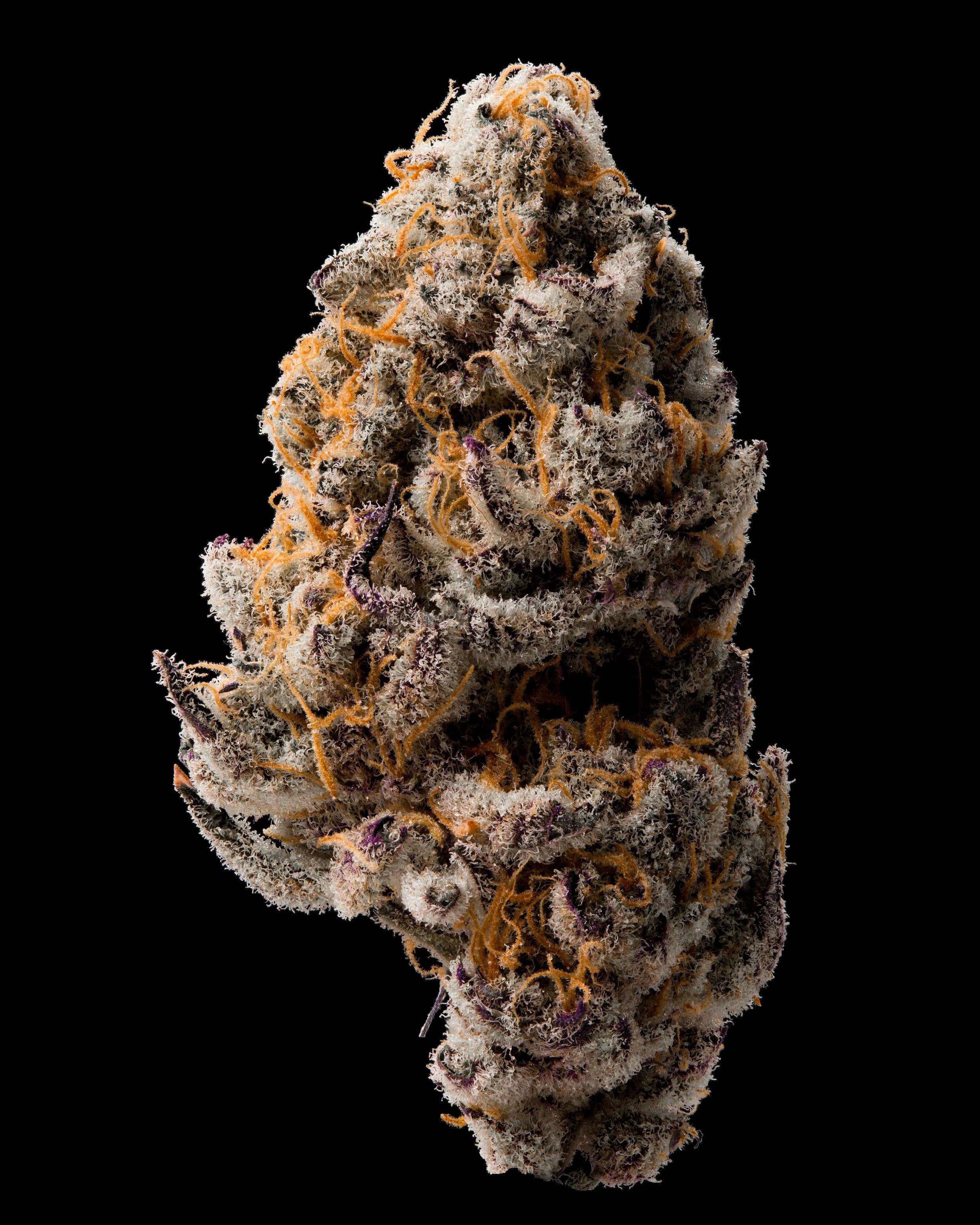 Bananaconda cannabis product photography thca.jpg