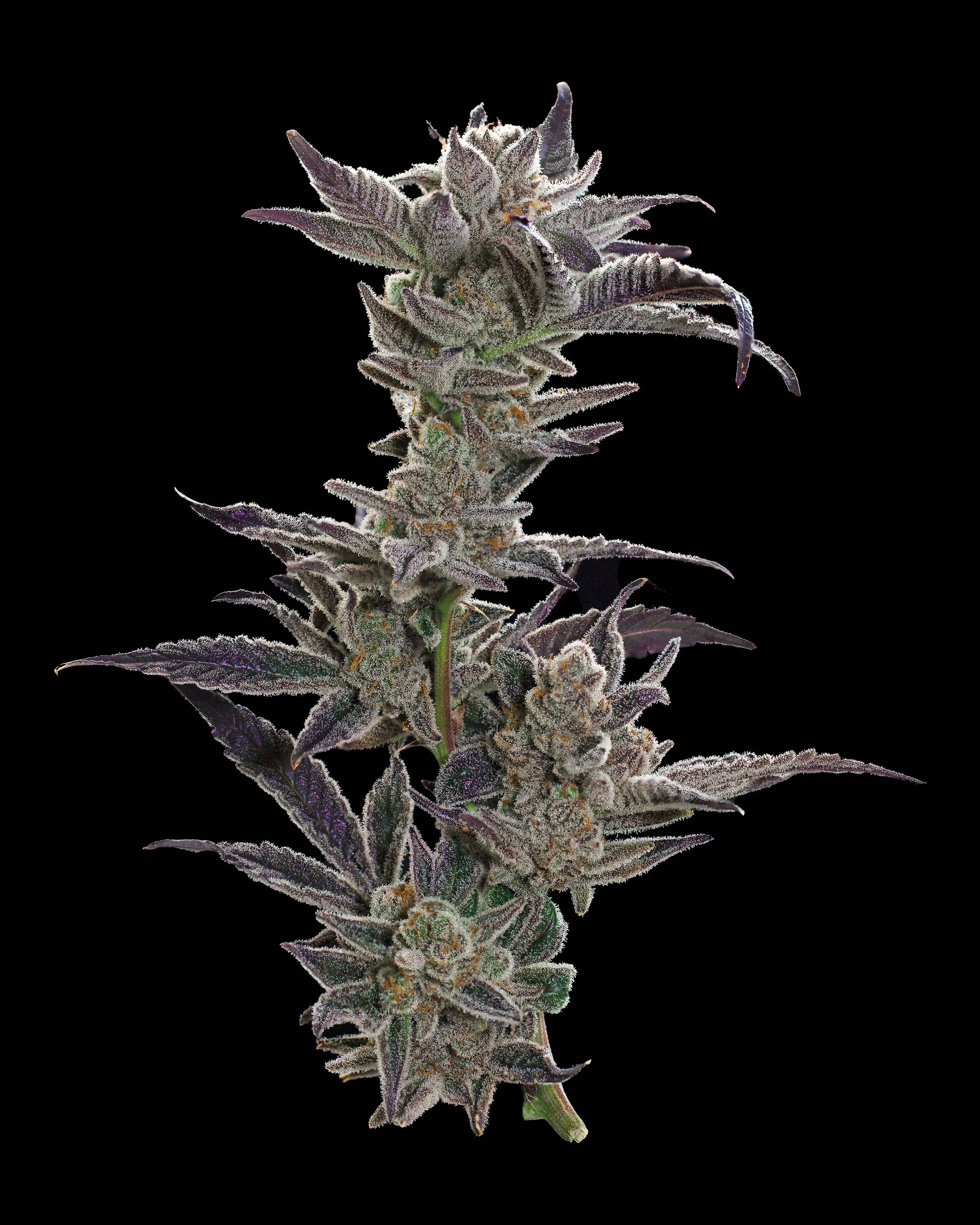 Trichopath cannabis photography hemp weed.jpg