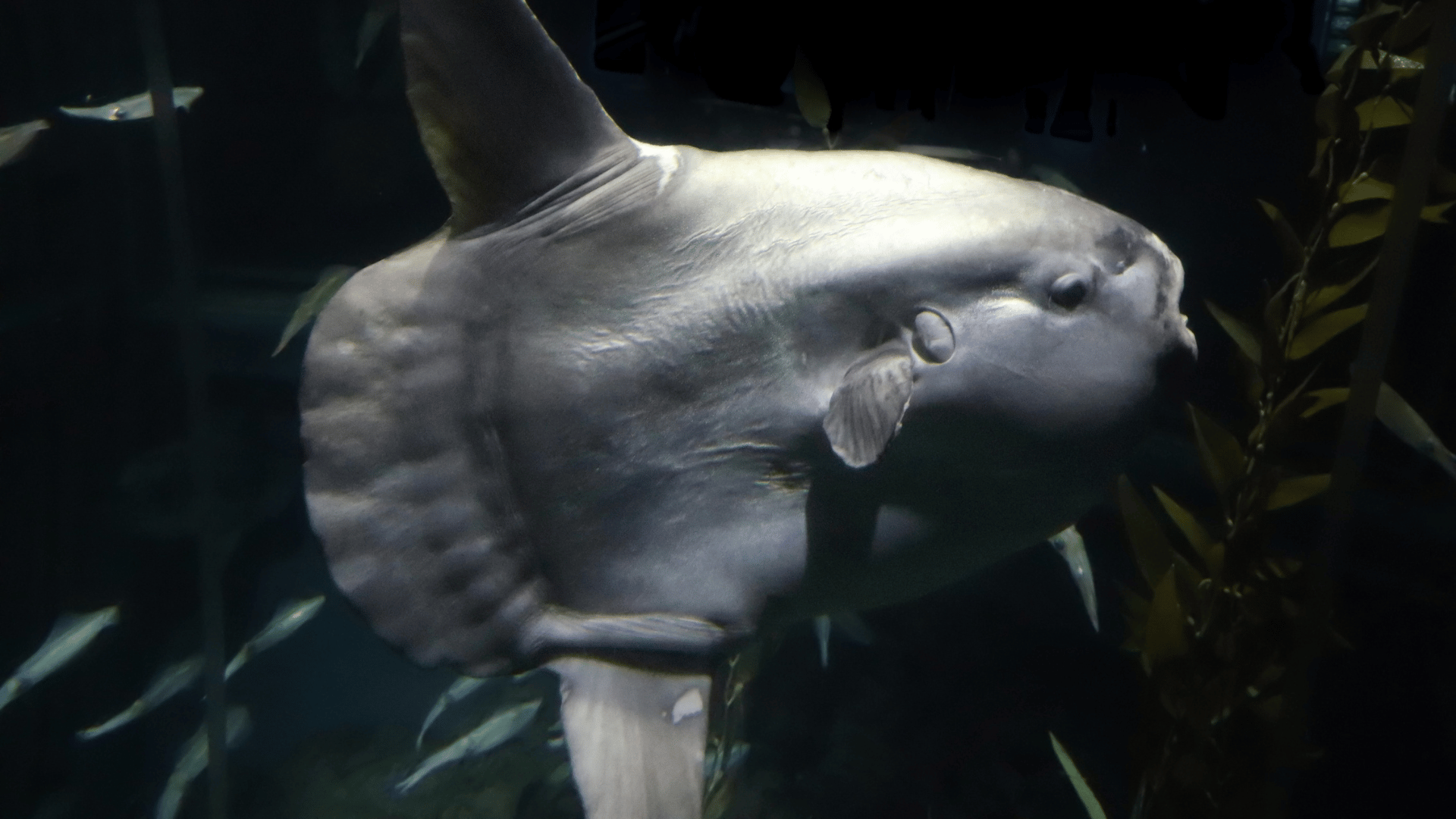 Jesus is a Mola-Mola