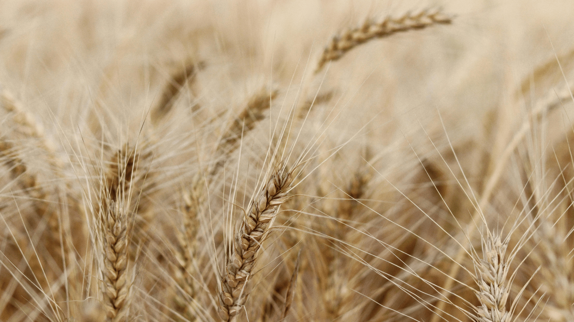 The harvest is plentiful
