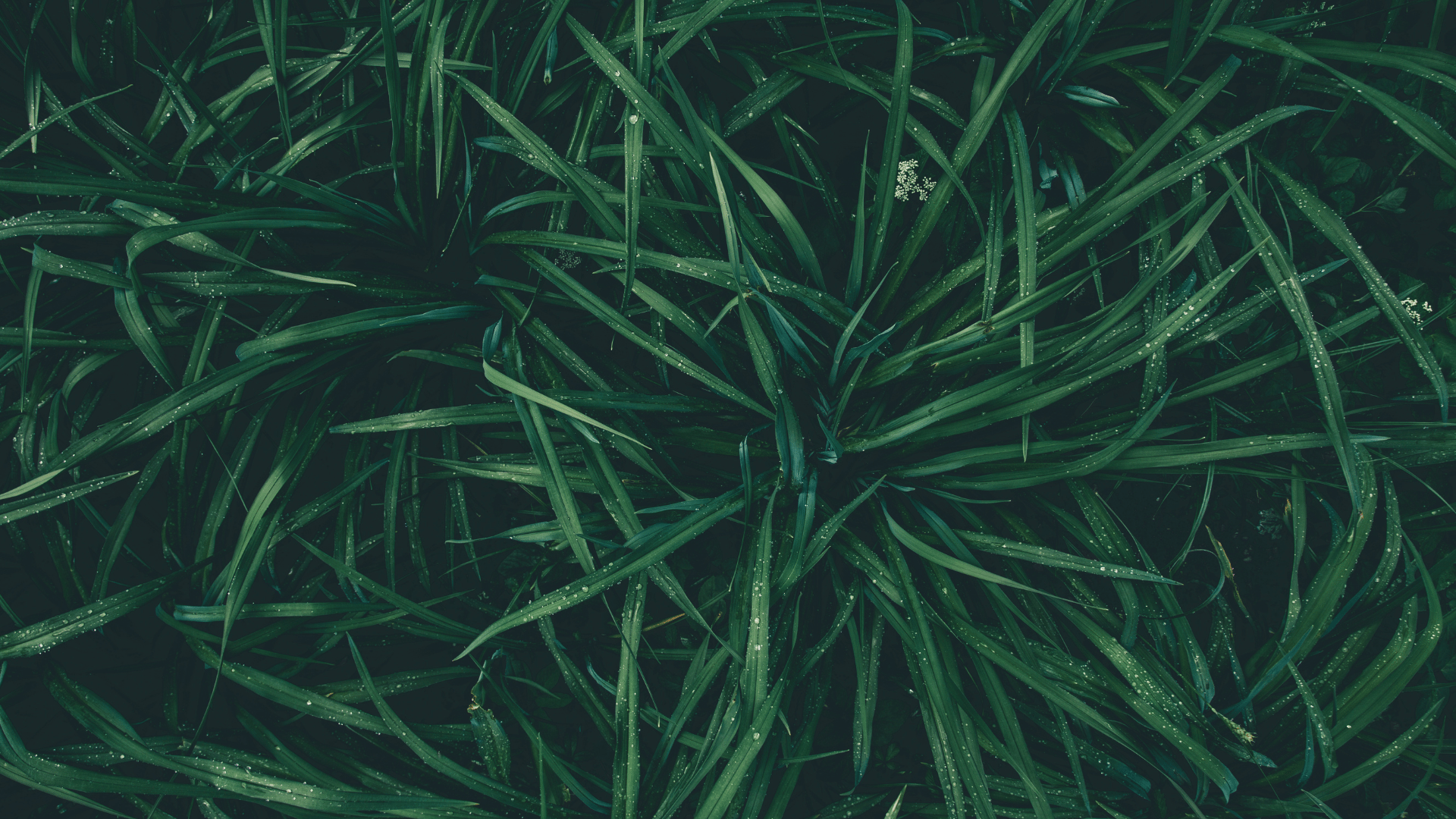 Wheat and weeds