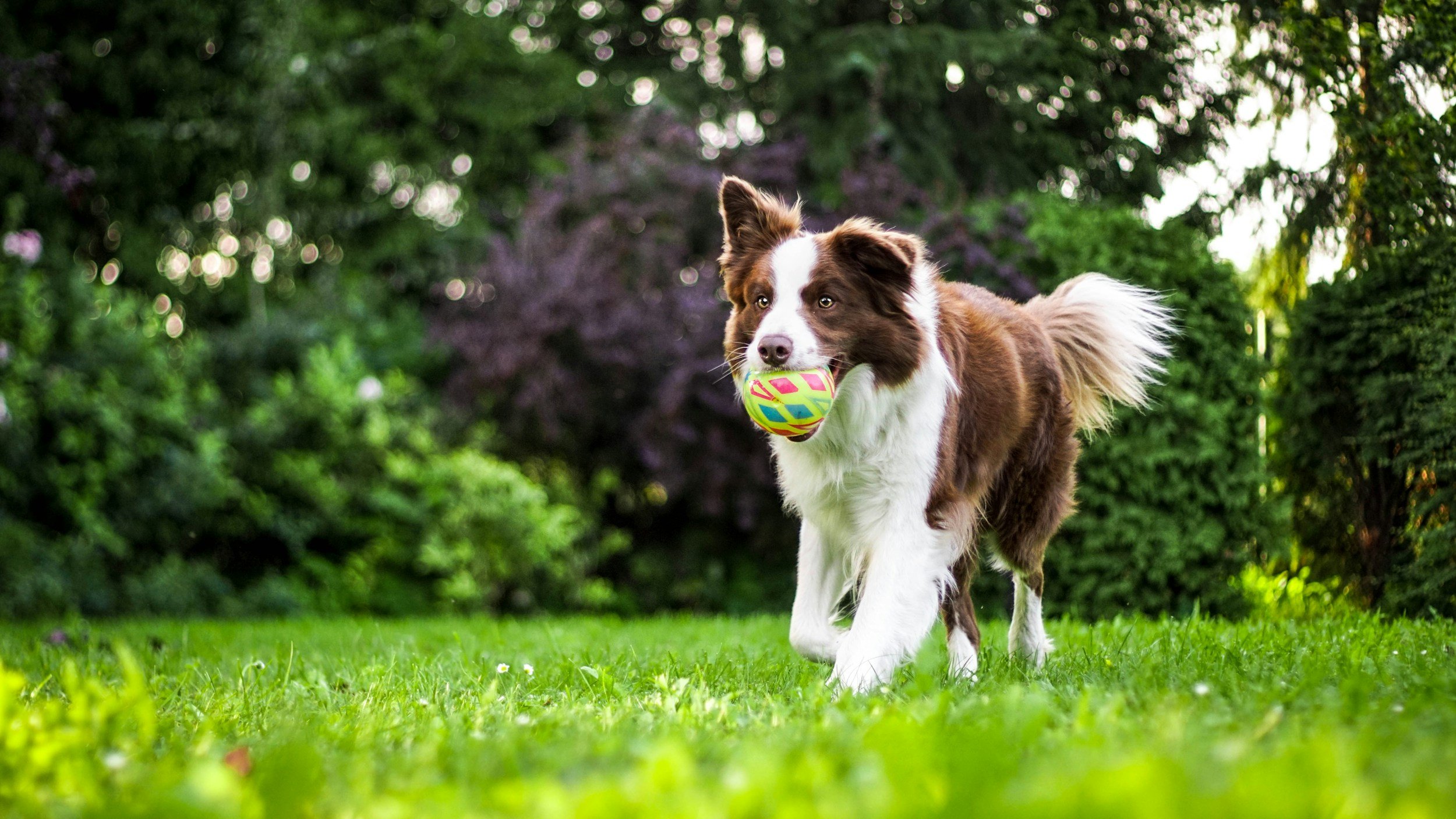 Make Training Fun with Play: The Key to Engaged and Happy Dogs
