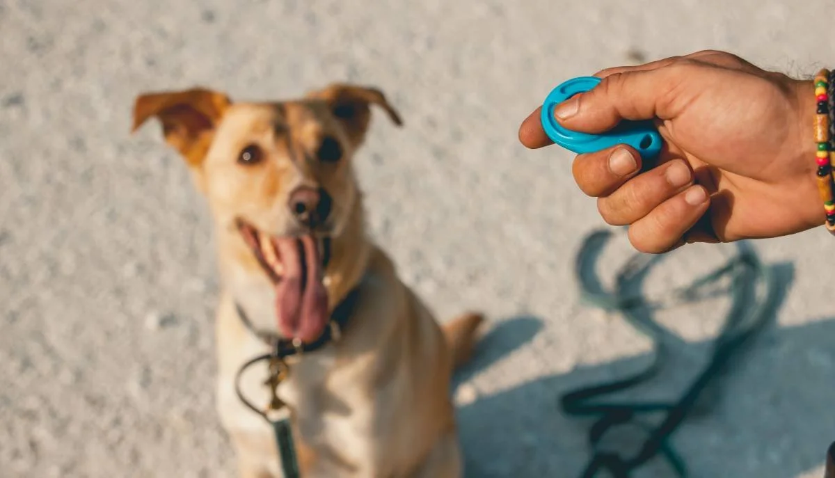 Why Clicker Training Changed Everything For Me