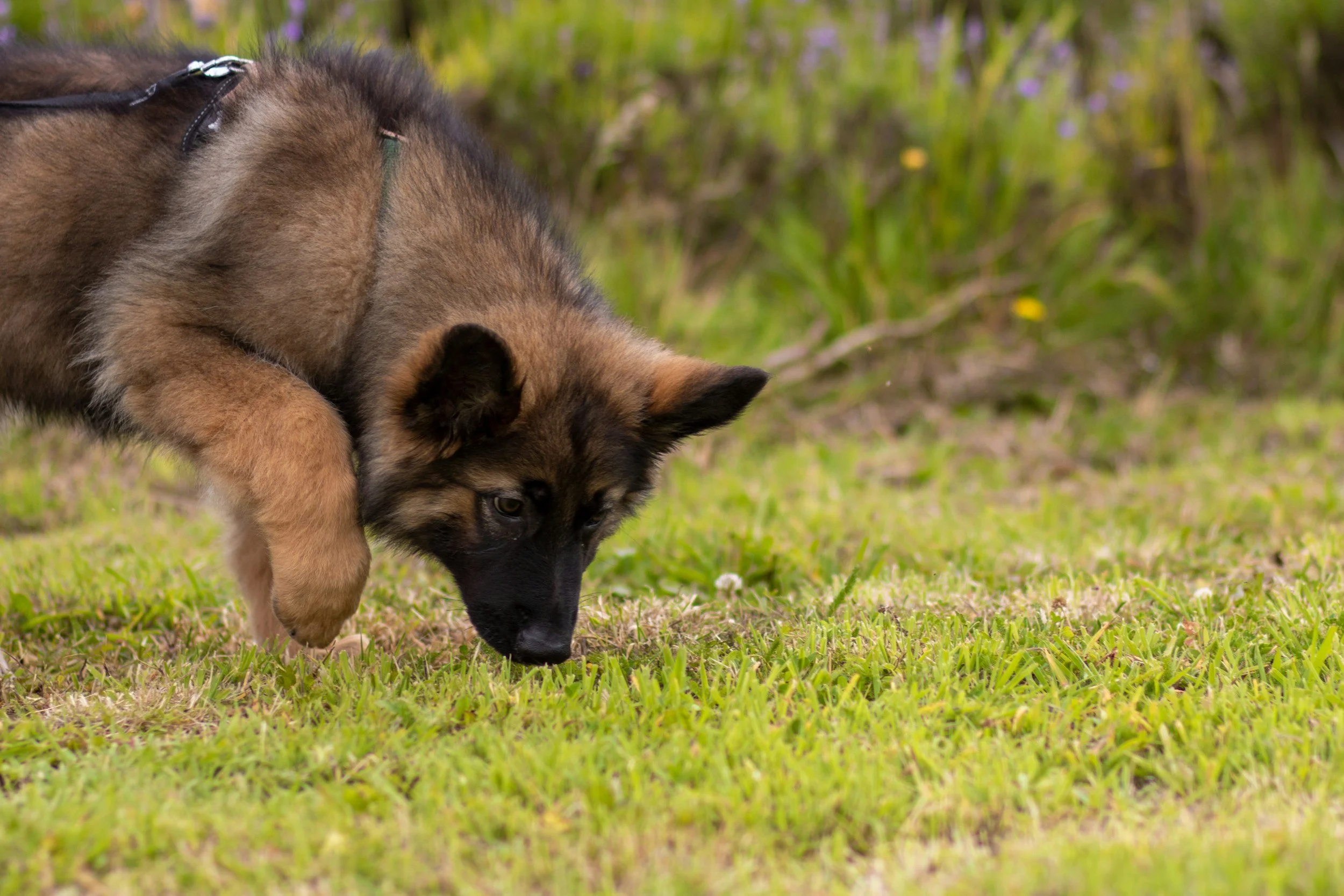 Teaching Your Dog to Sniff on Cue: Enrichment You Can Control