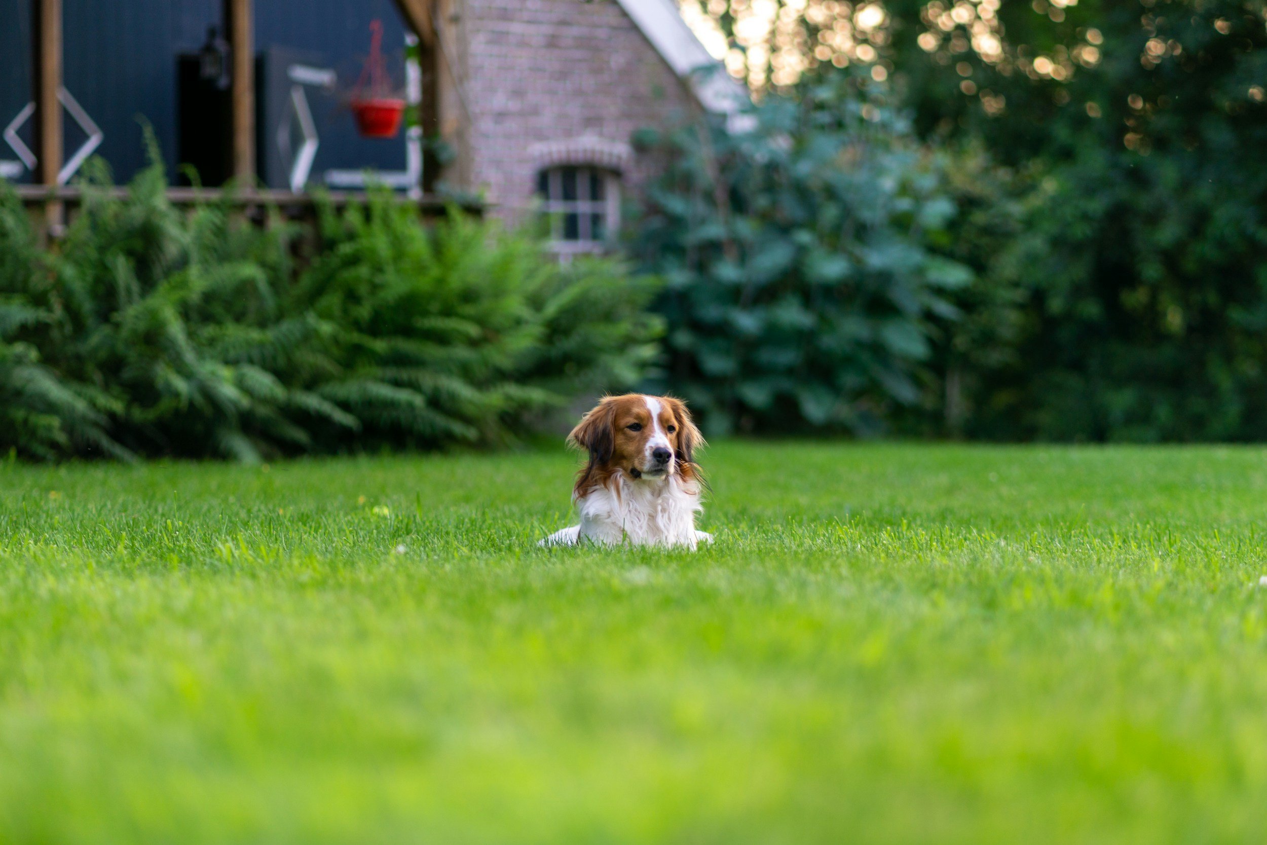 It’s Not the Dog, It’s the Setup