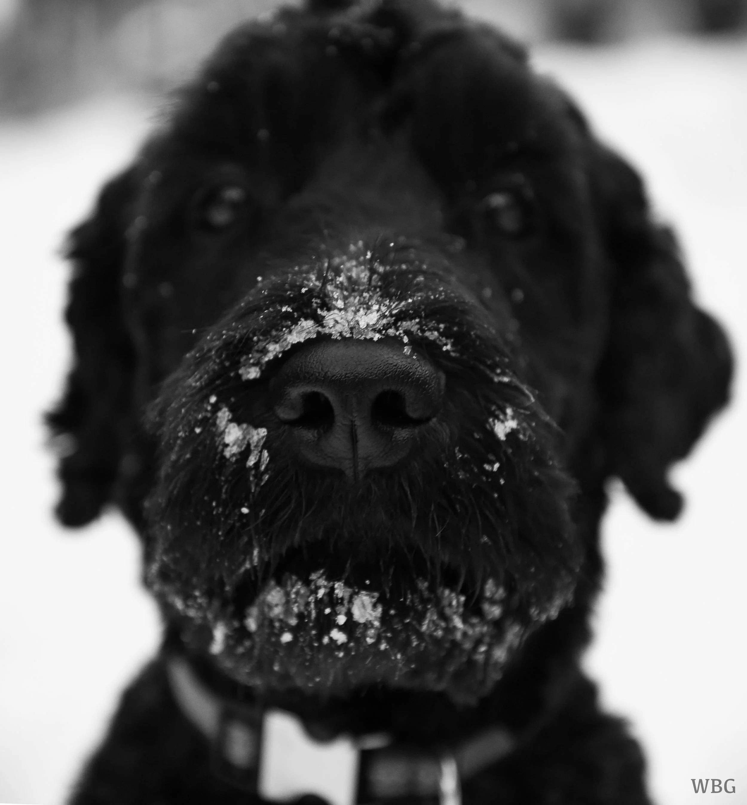 DUSTED GUS.jpg