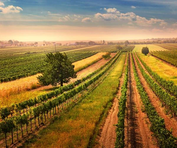 Burgenland.jpg