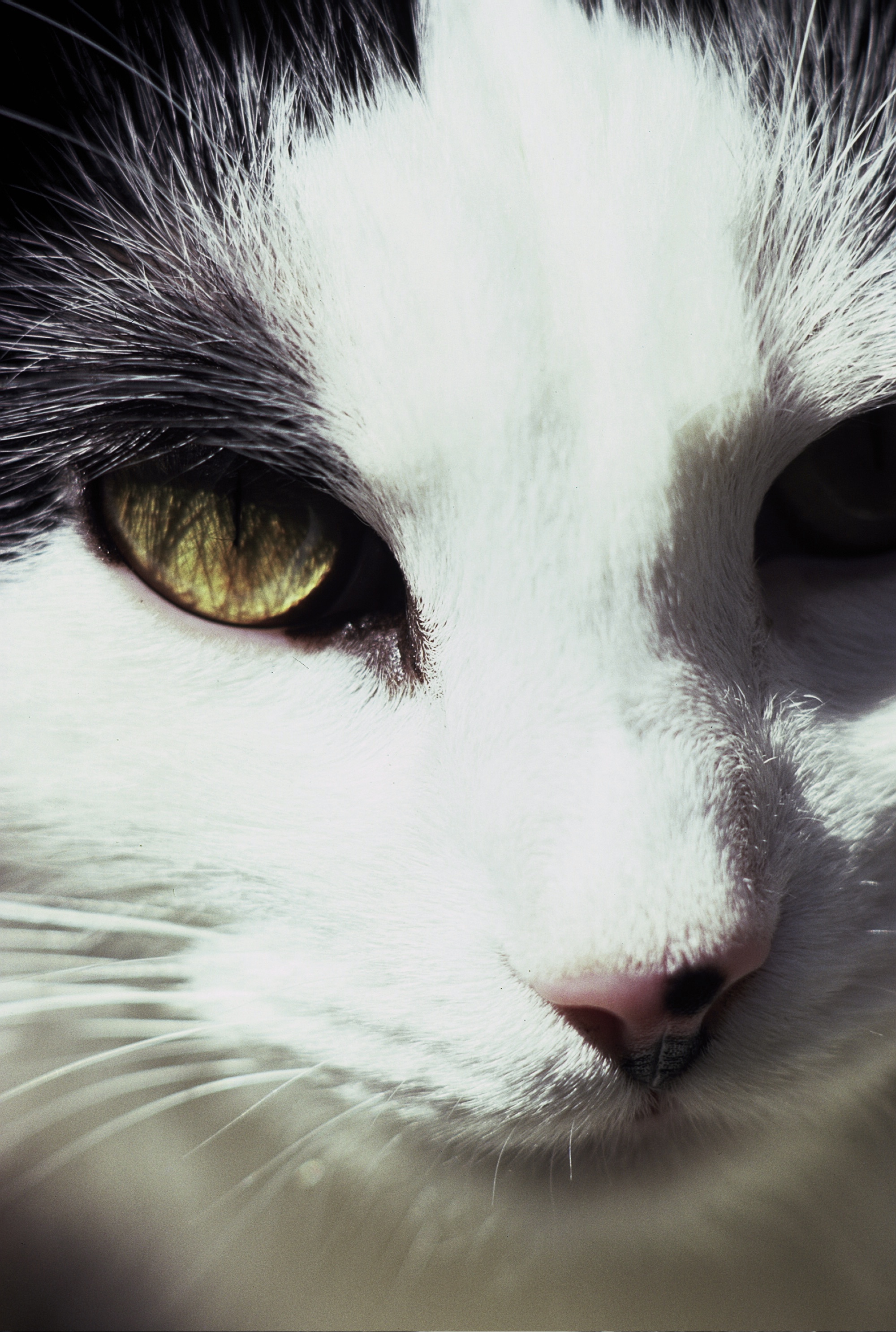 "Did You Say Mouse?"