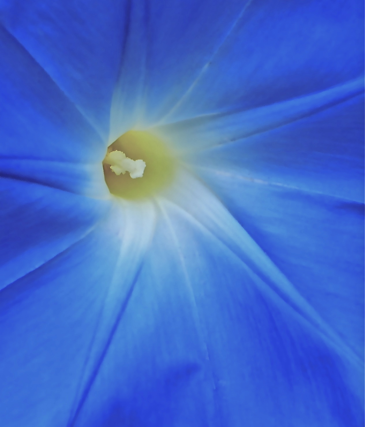 "Morning Glory"