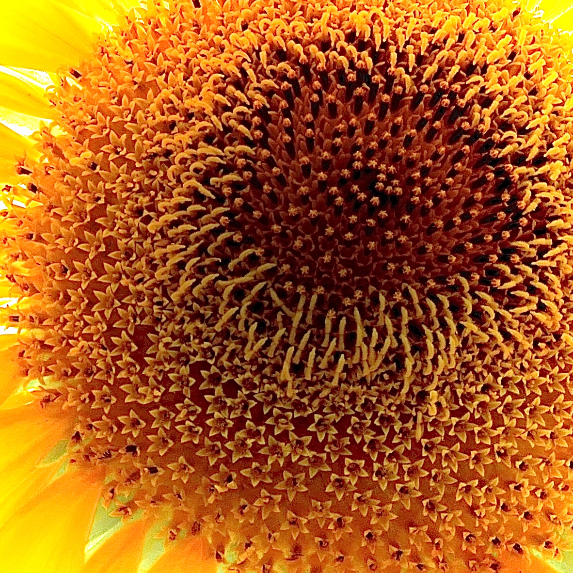 "Center of the Sun"