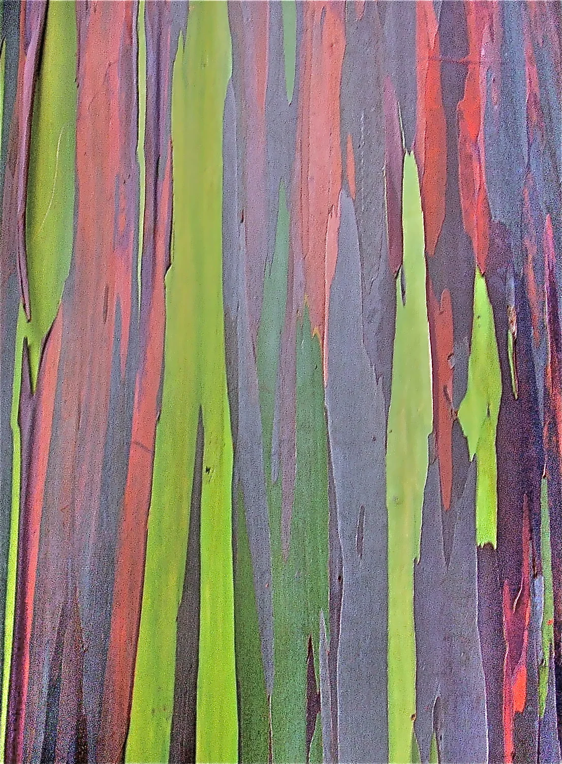"Rainbow Eucalyptus"