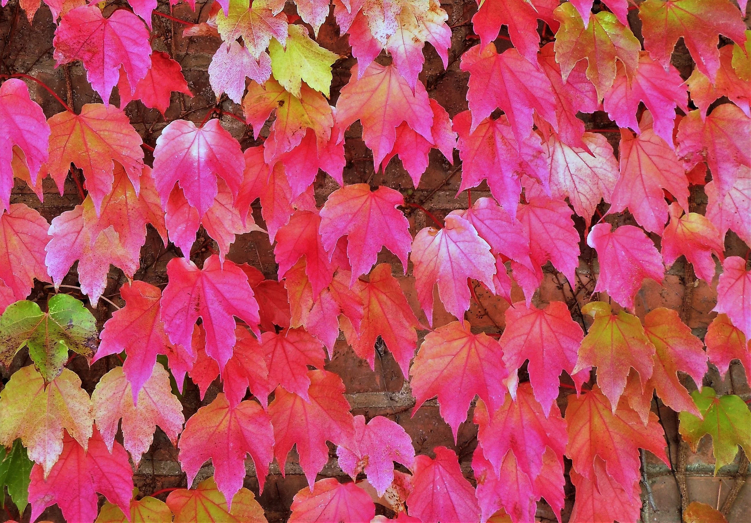 "Fall on the Wall "