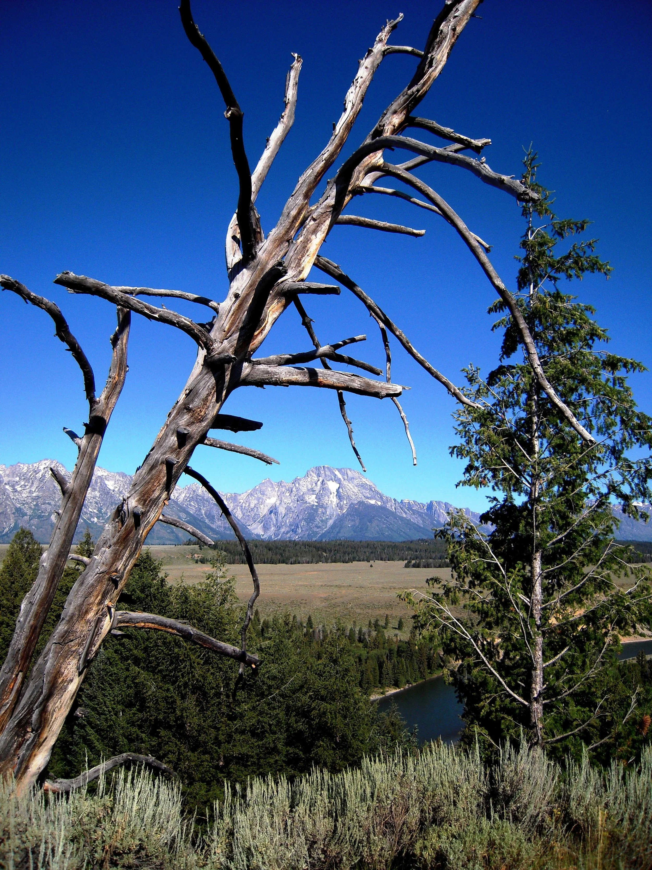 Tetons near Jackson, WY