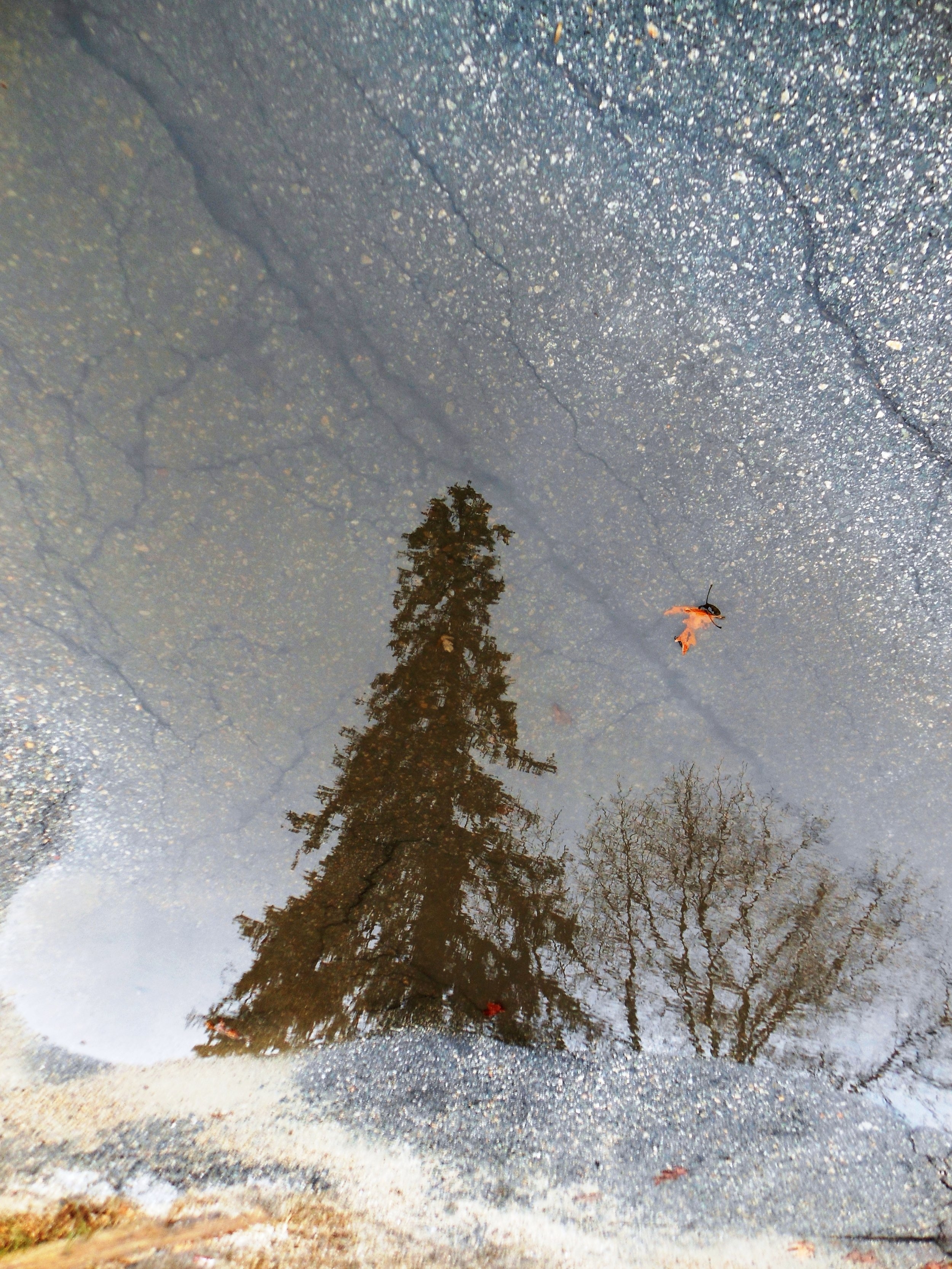 "Winter Puddle"
