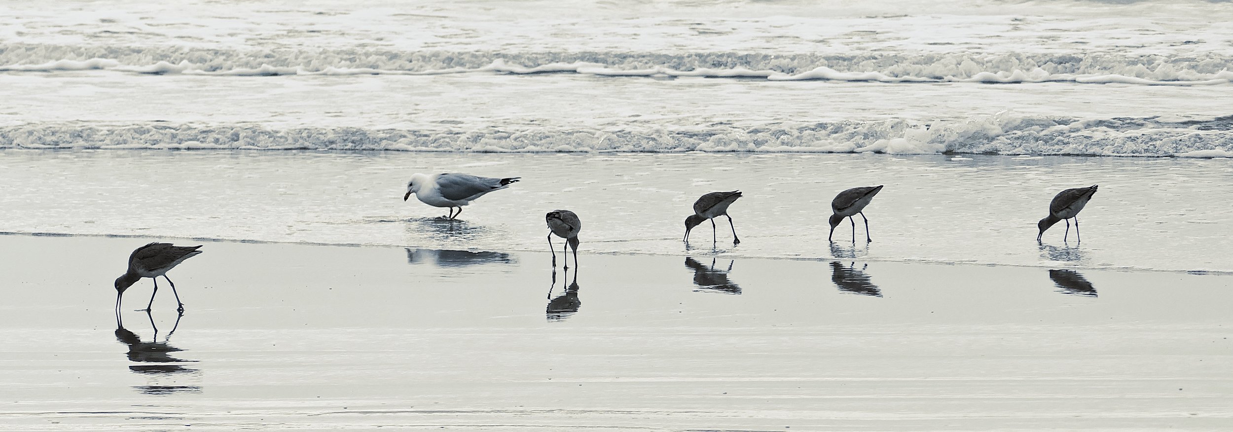 Shore Birds, Isle of Palms, FL