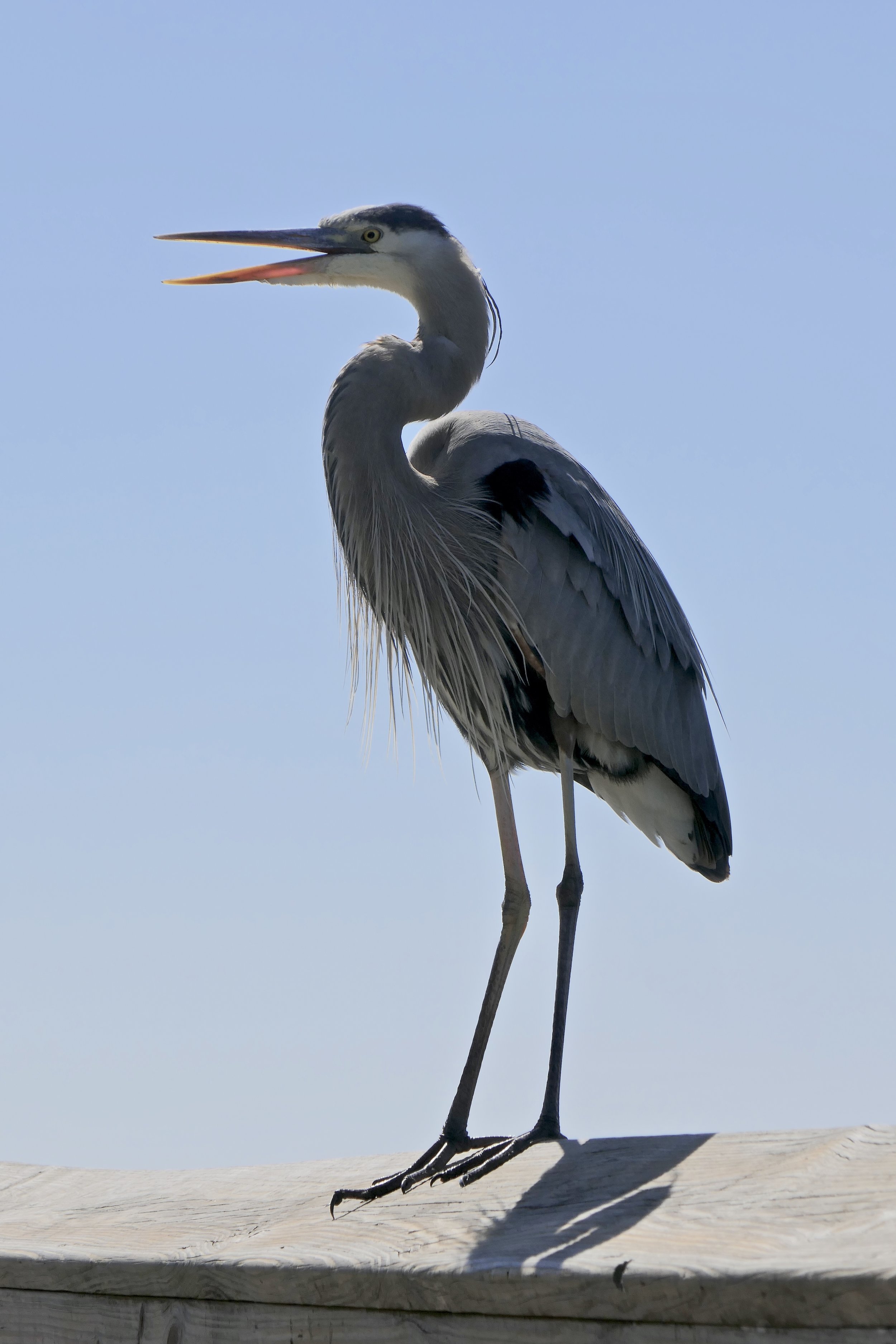 Great Blue, New Smyrna Beach, FL