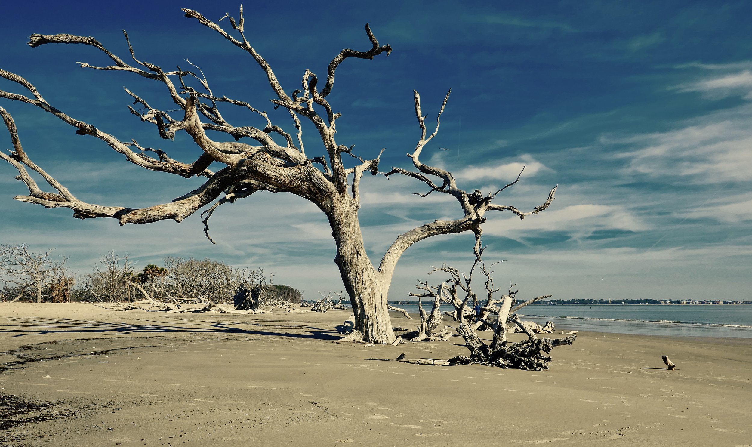 Driftwood Beach, Jekyll Island, GA