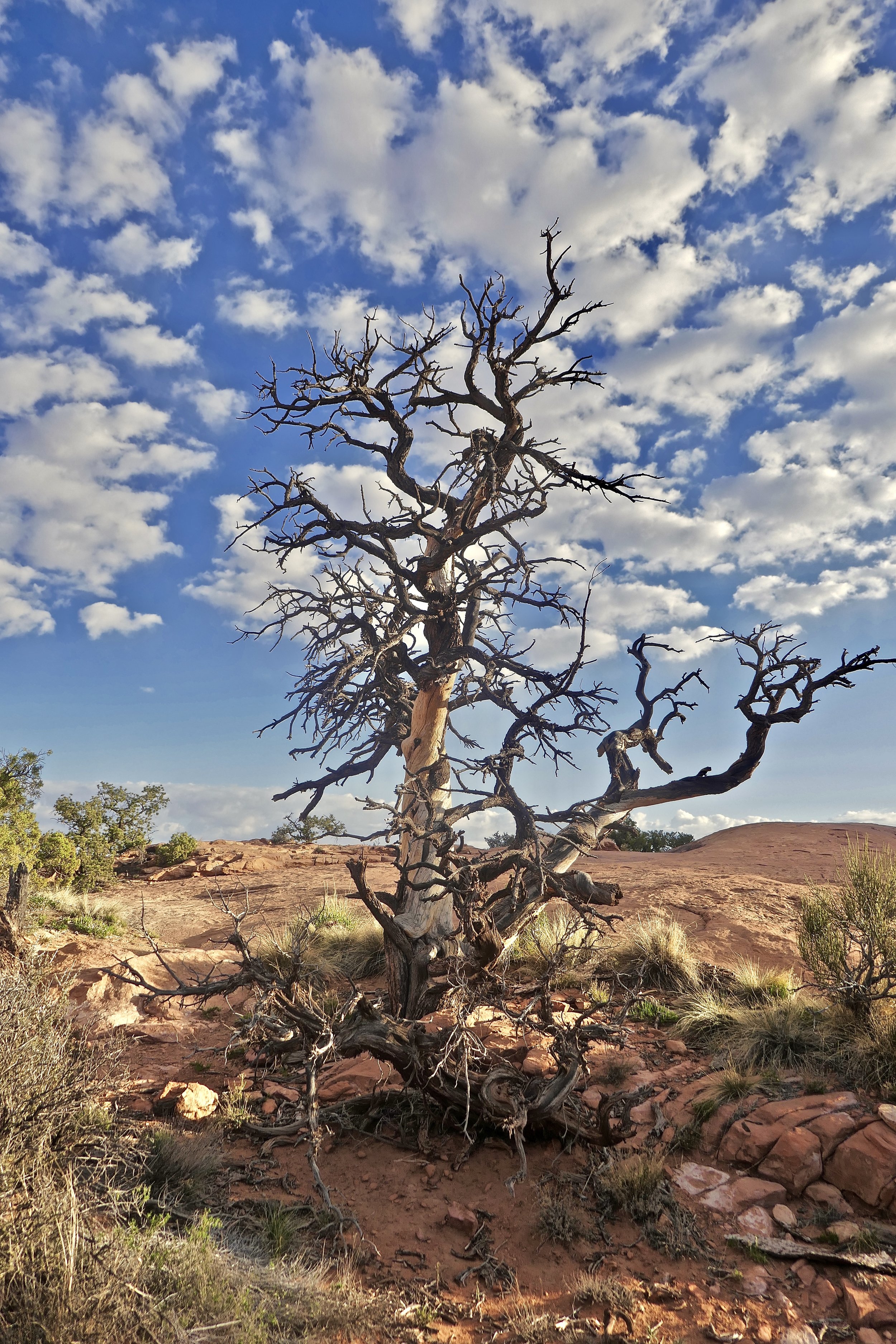 Tree and Clouds, Capitol Reef, UT