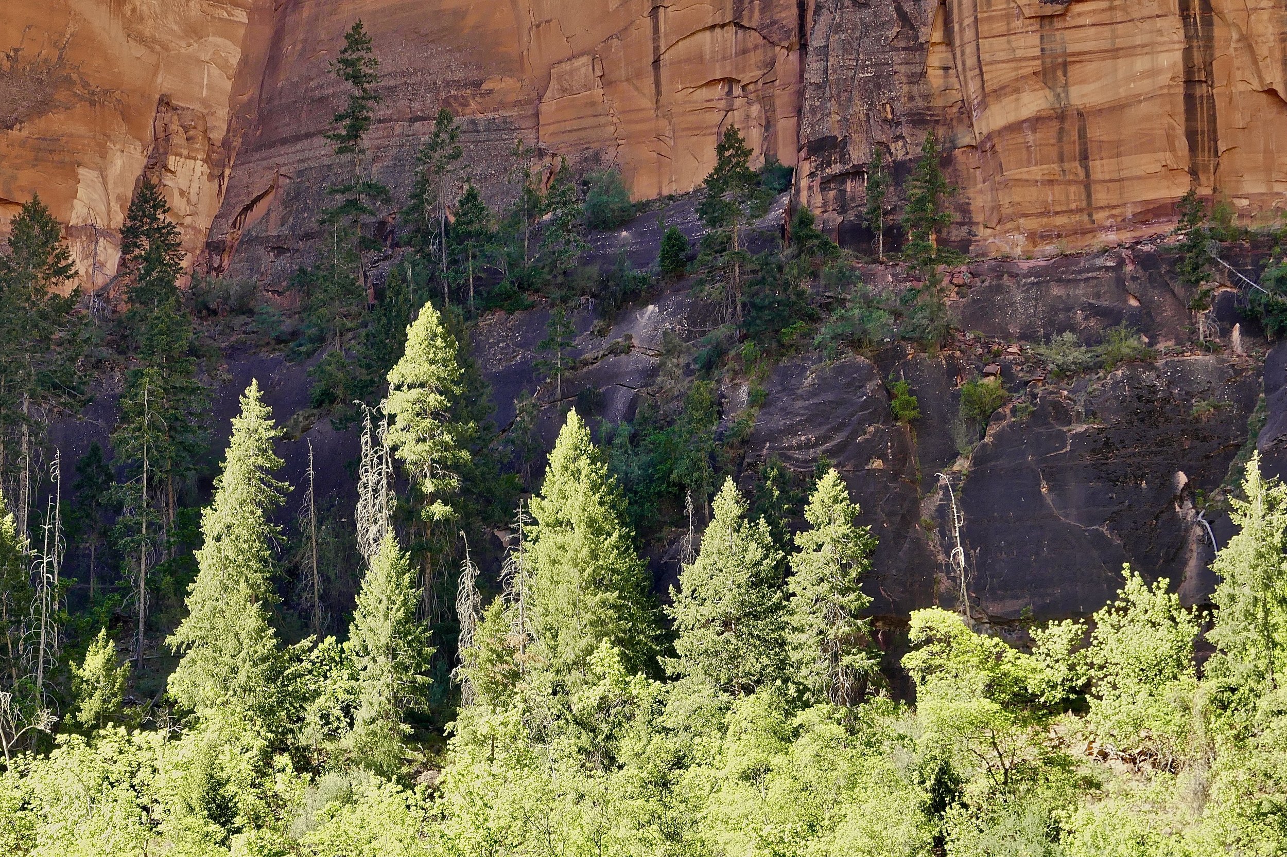 Light and Shadow Pines, Bryce