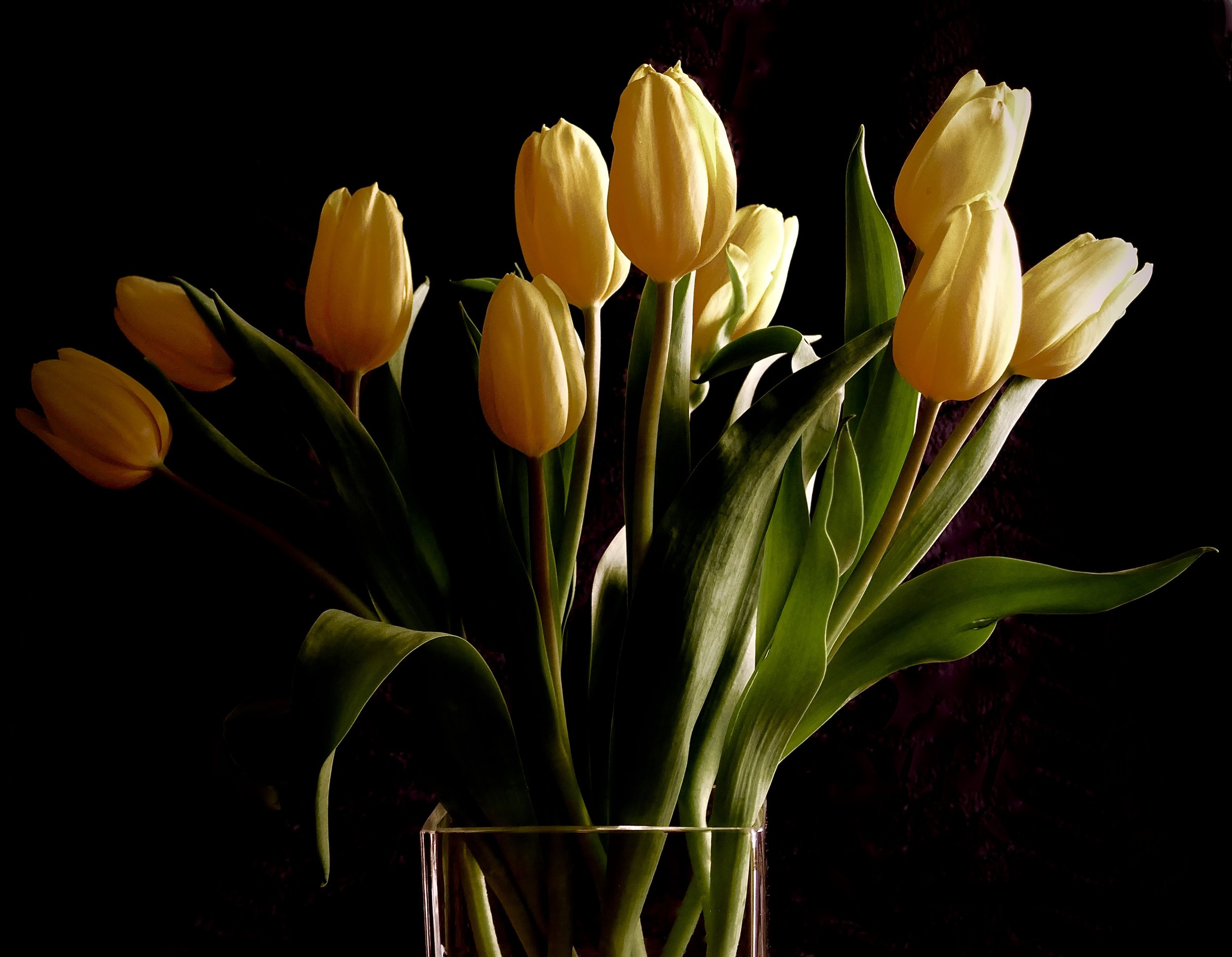 "Afternoon Tulips"