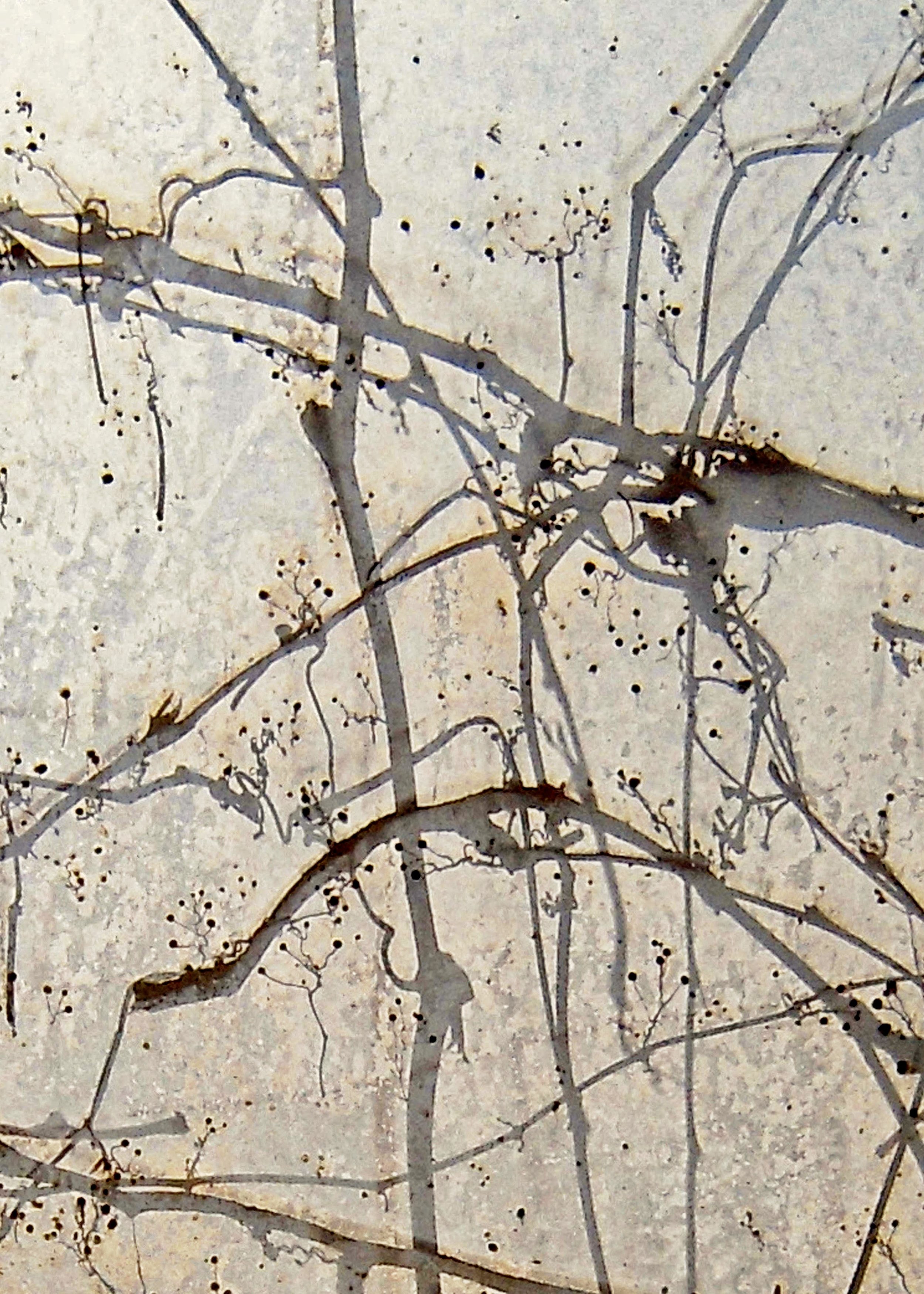 "Winter Stems"
