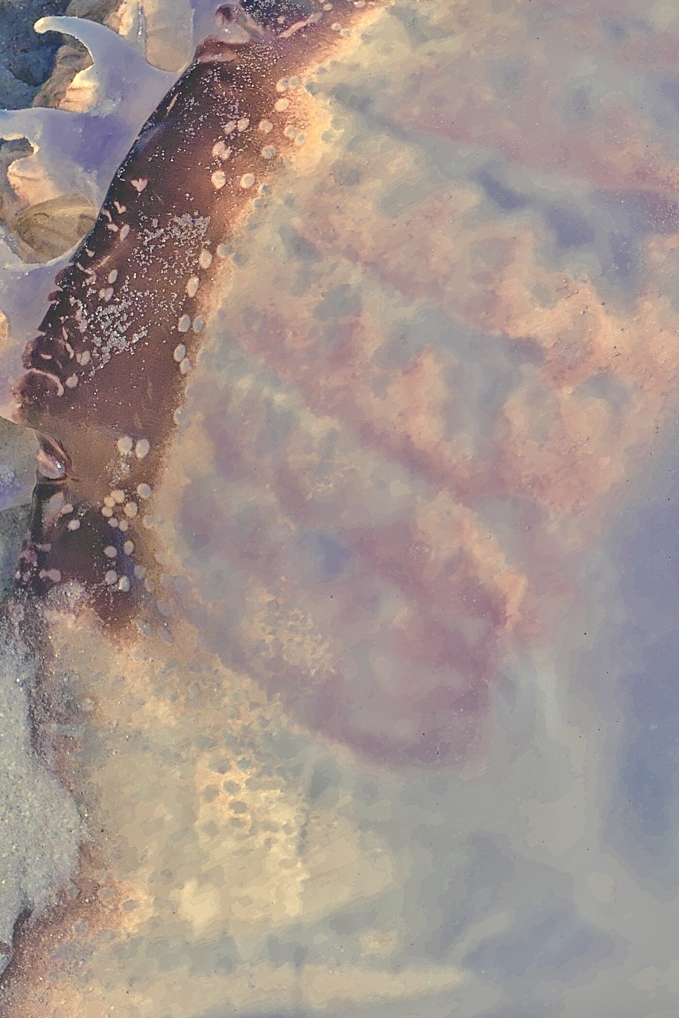 "Jellyfish One"