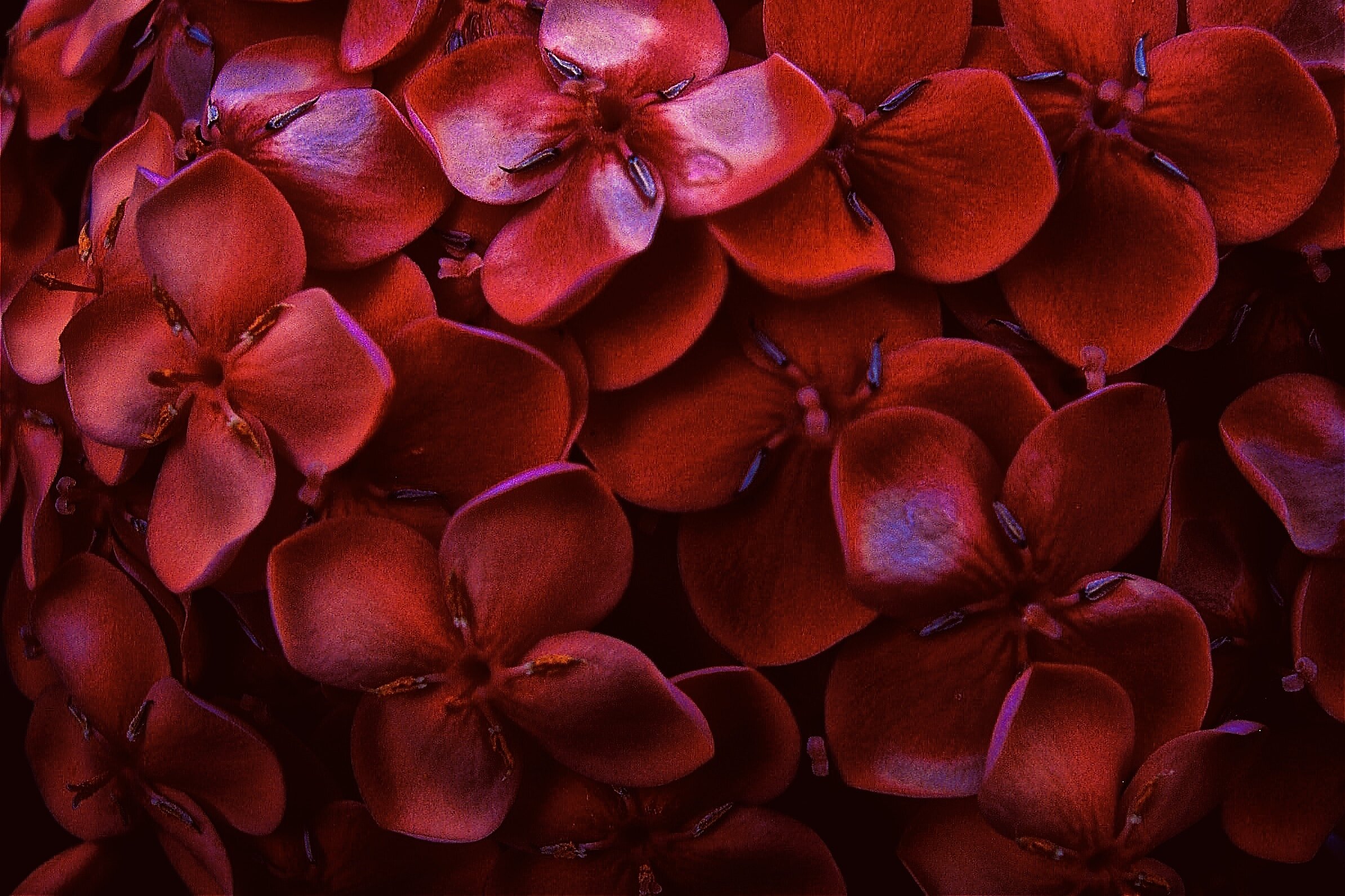 "Crimson"