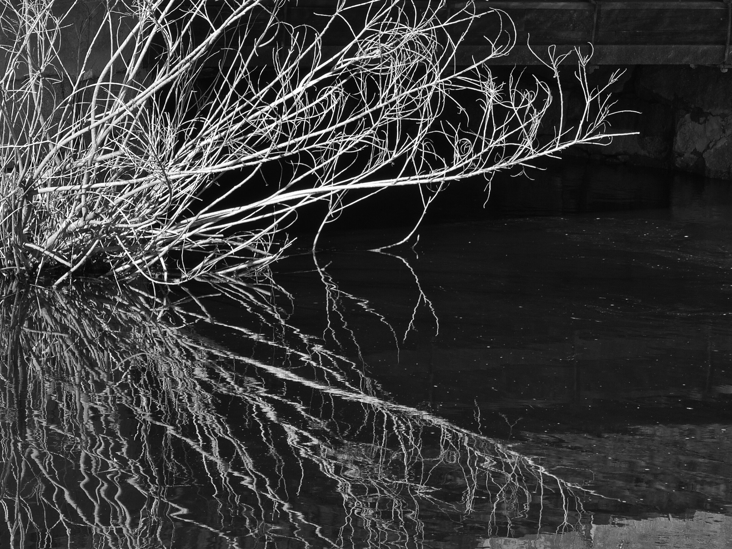 "Stream Side Brush"