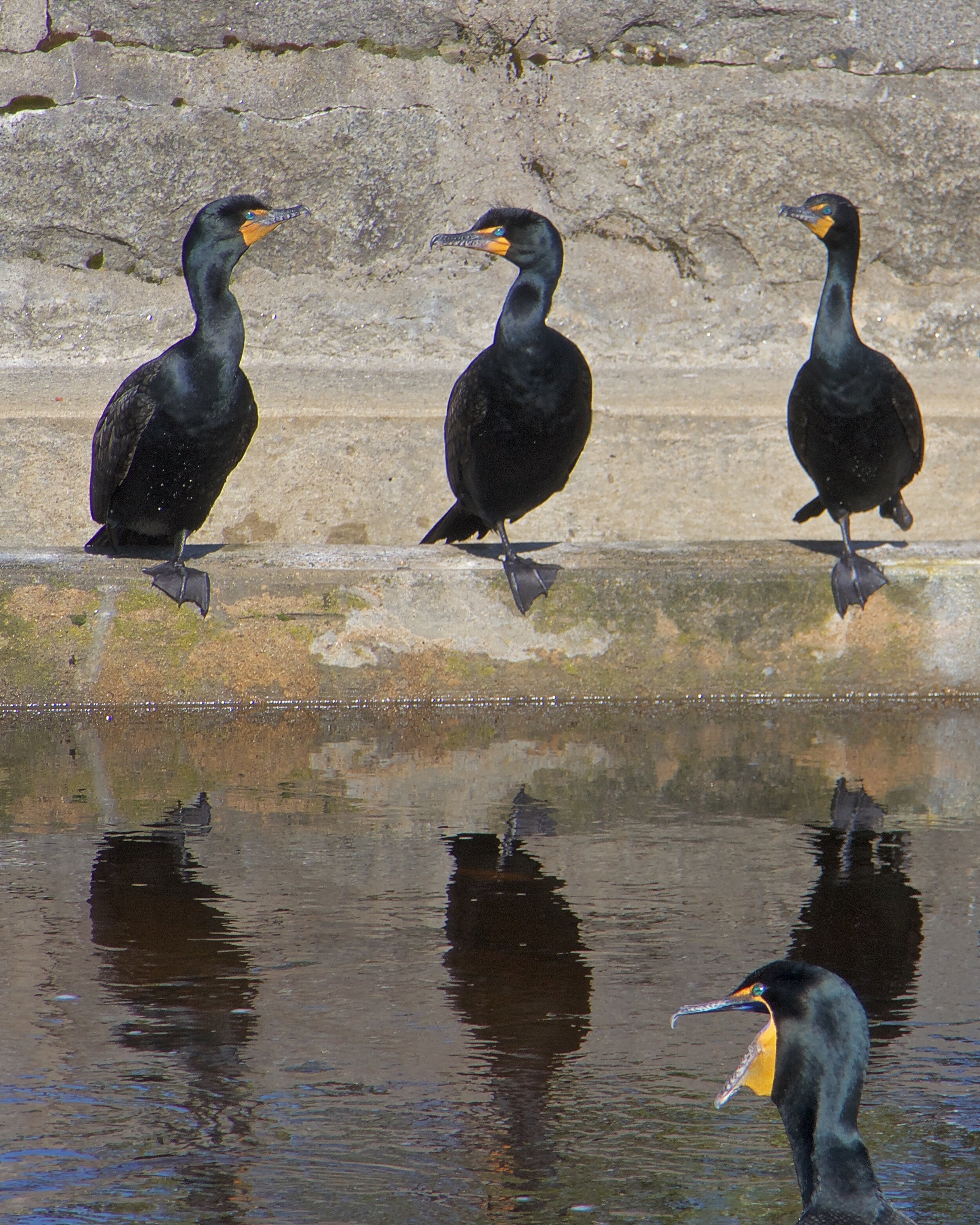 "Balancing Act", published South Shore Wicked Local, 2020