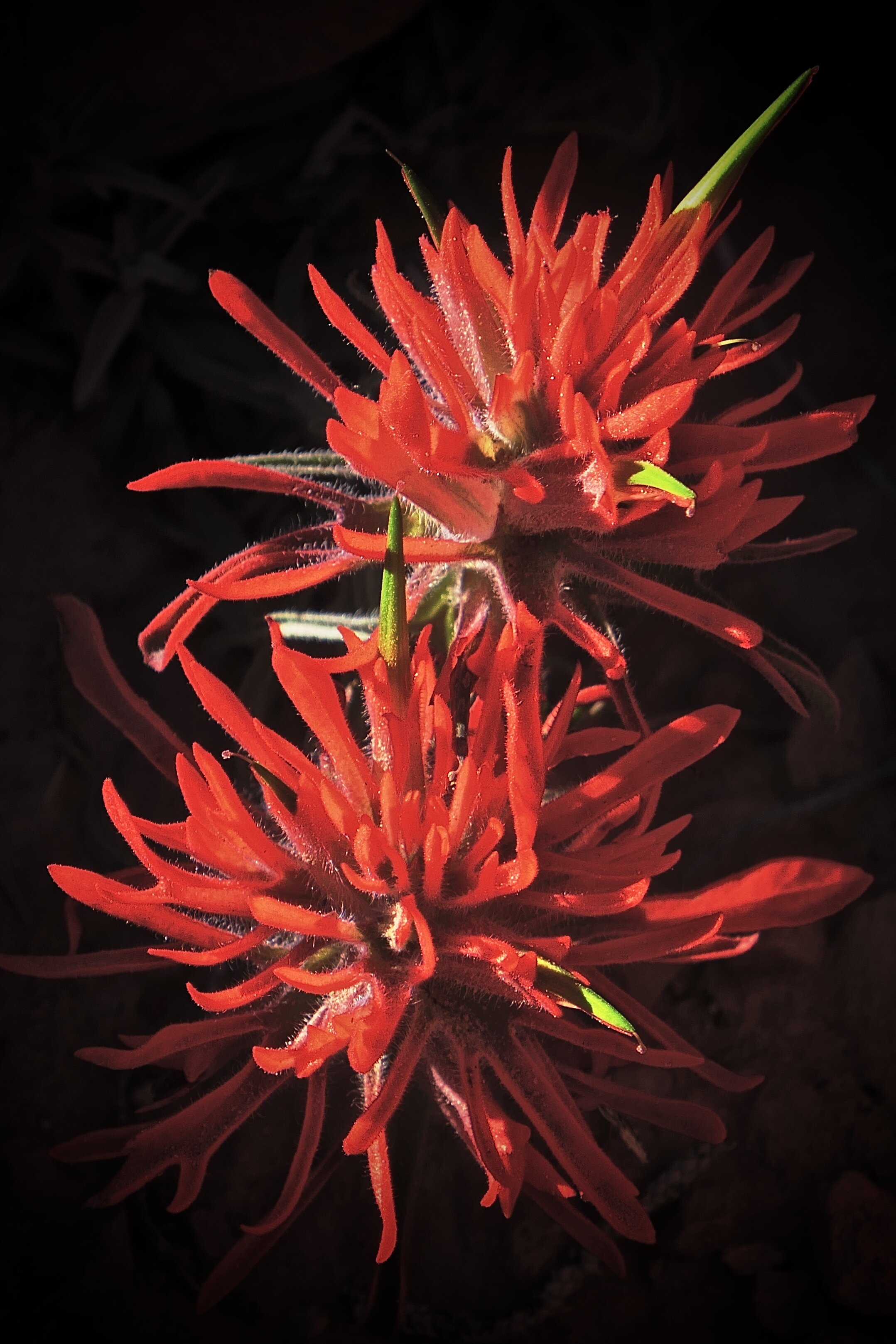 "Indian Paintbrush", accepted, North River Art Society, "Reds" 2020