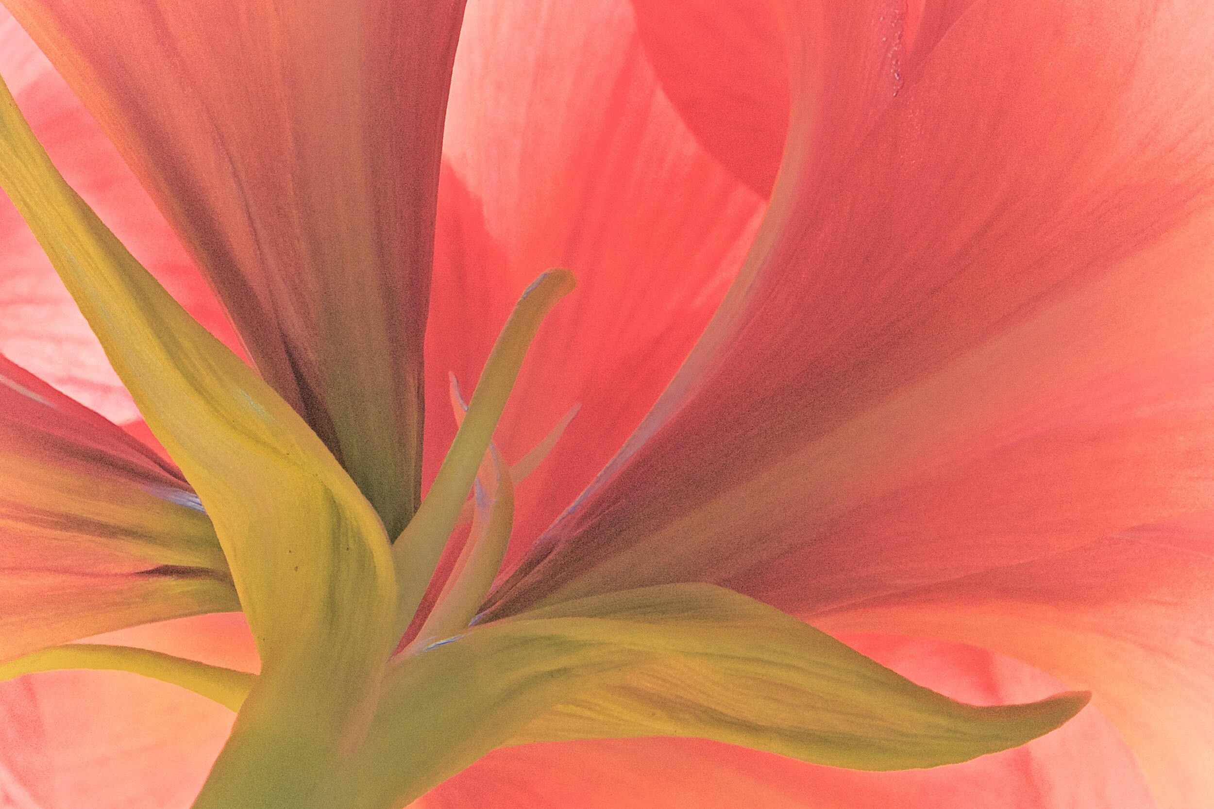 "Amaryllis by Morning", accepted, North River Art Society "Reds" 2020